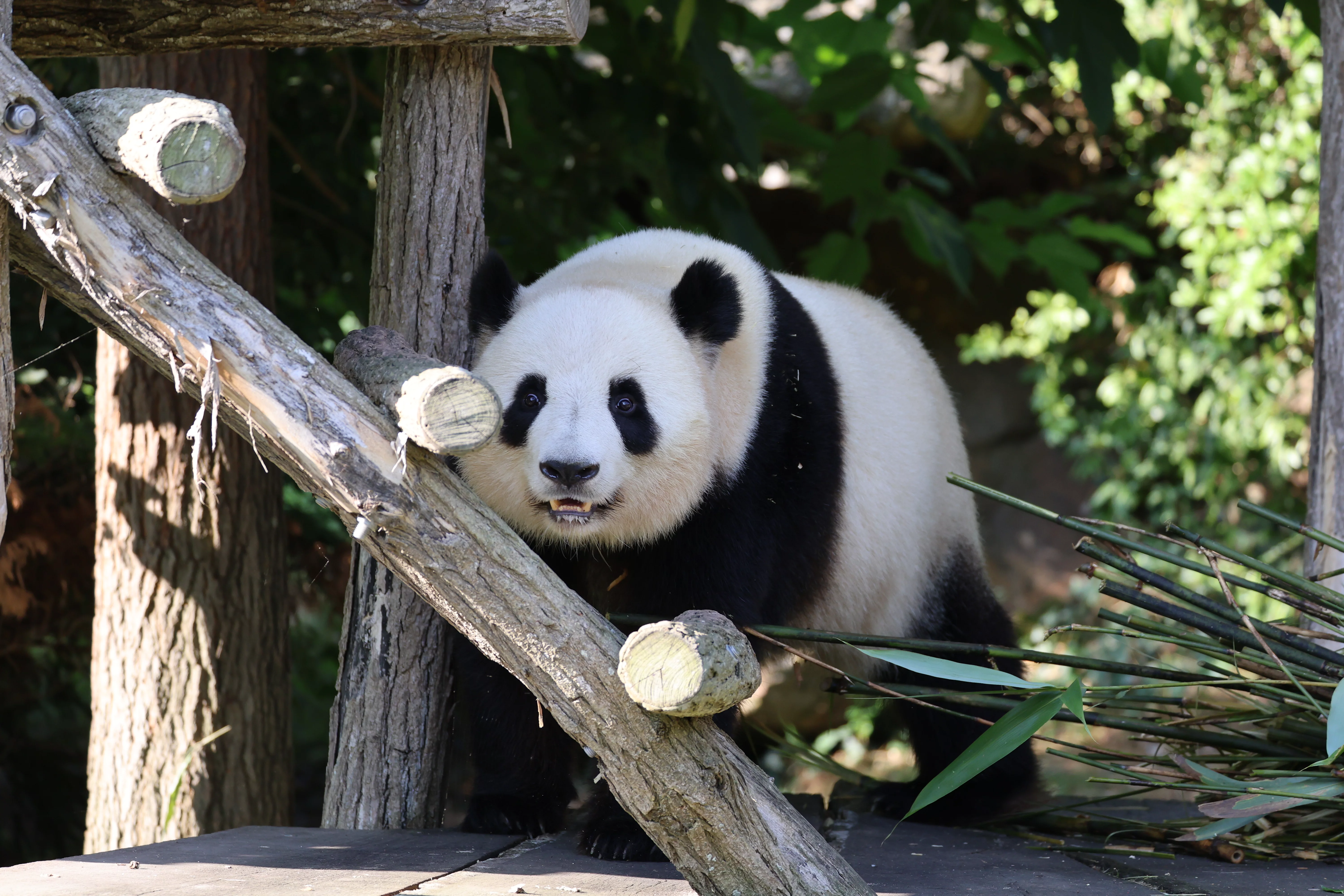 ZooParc de Beauval