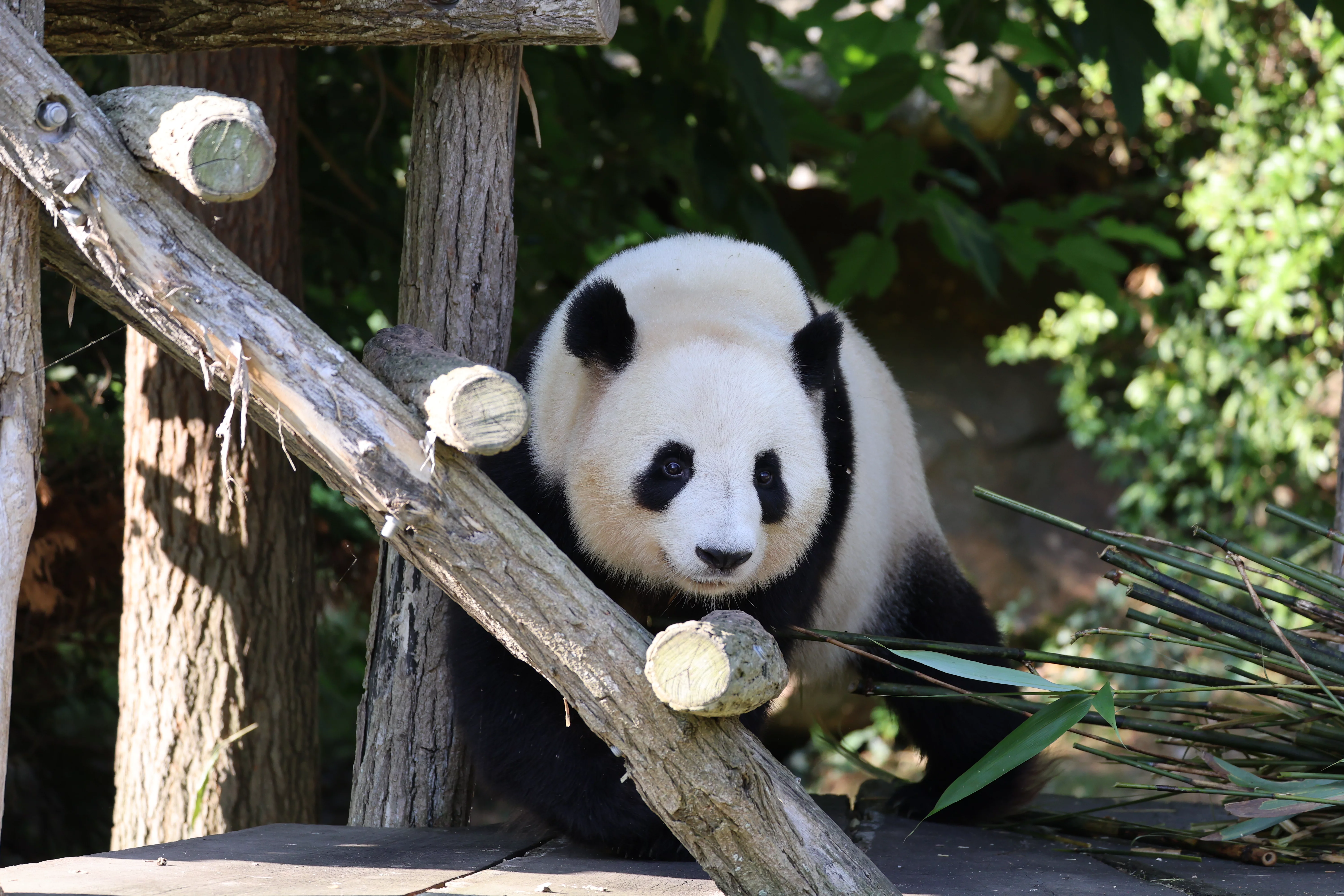 ZooParc de Beauval