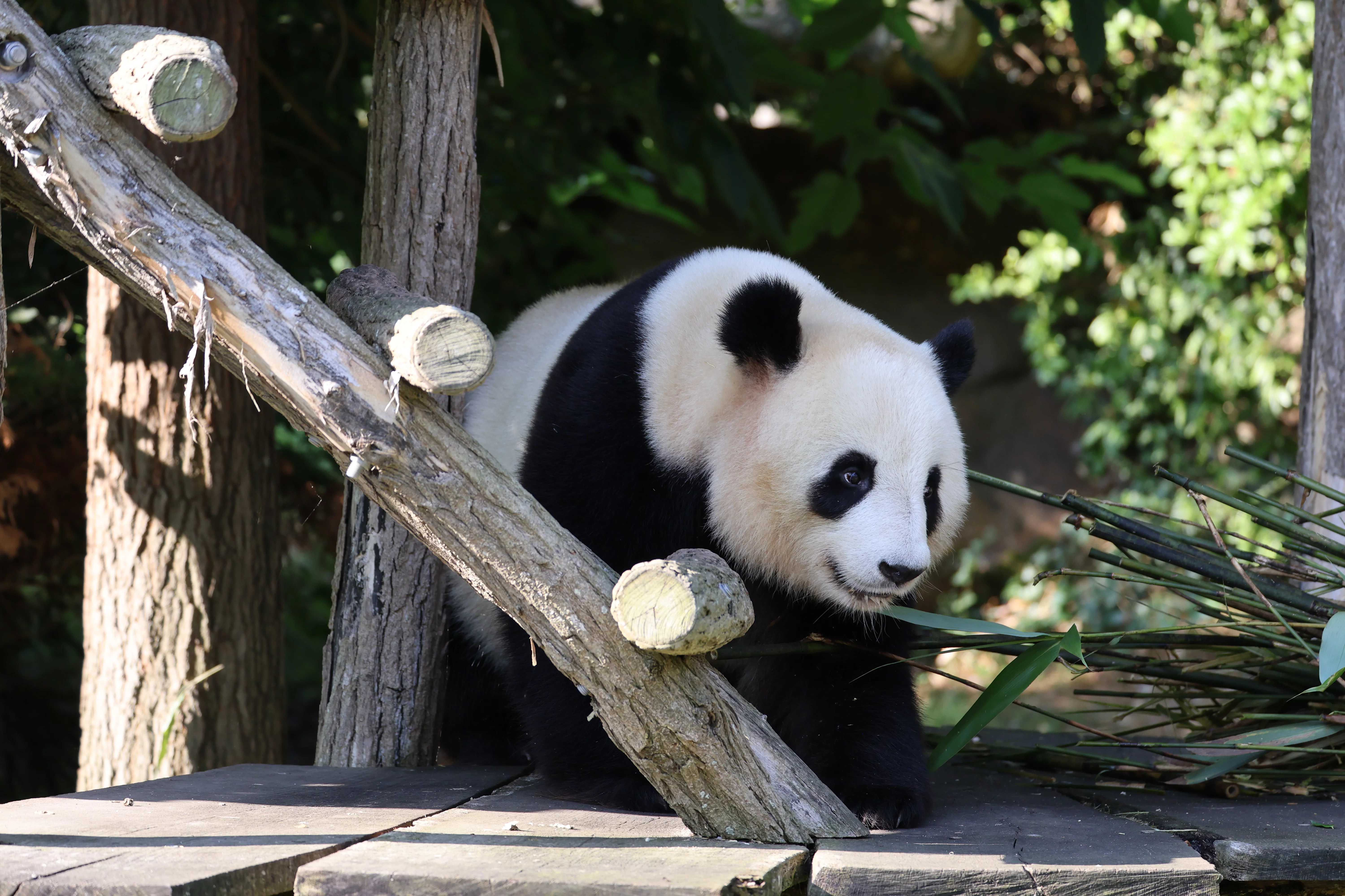 ZooParc de Beauval