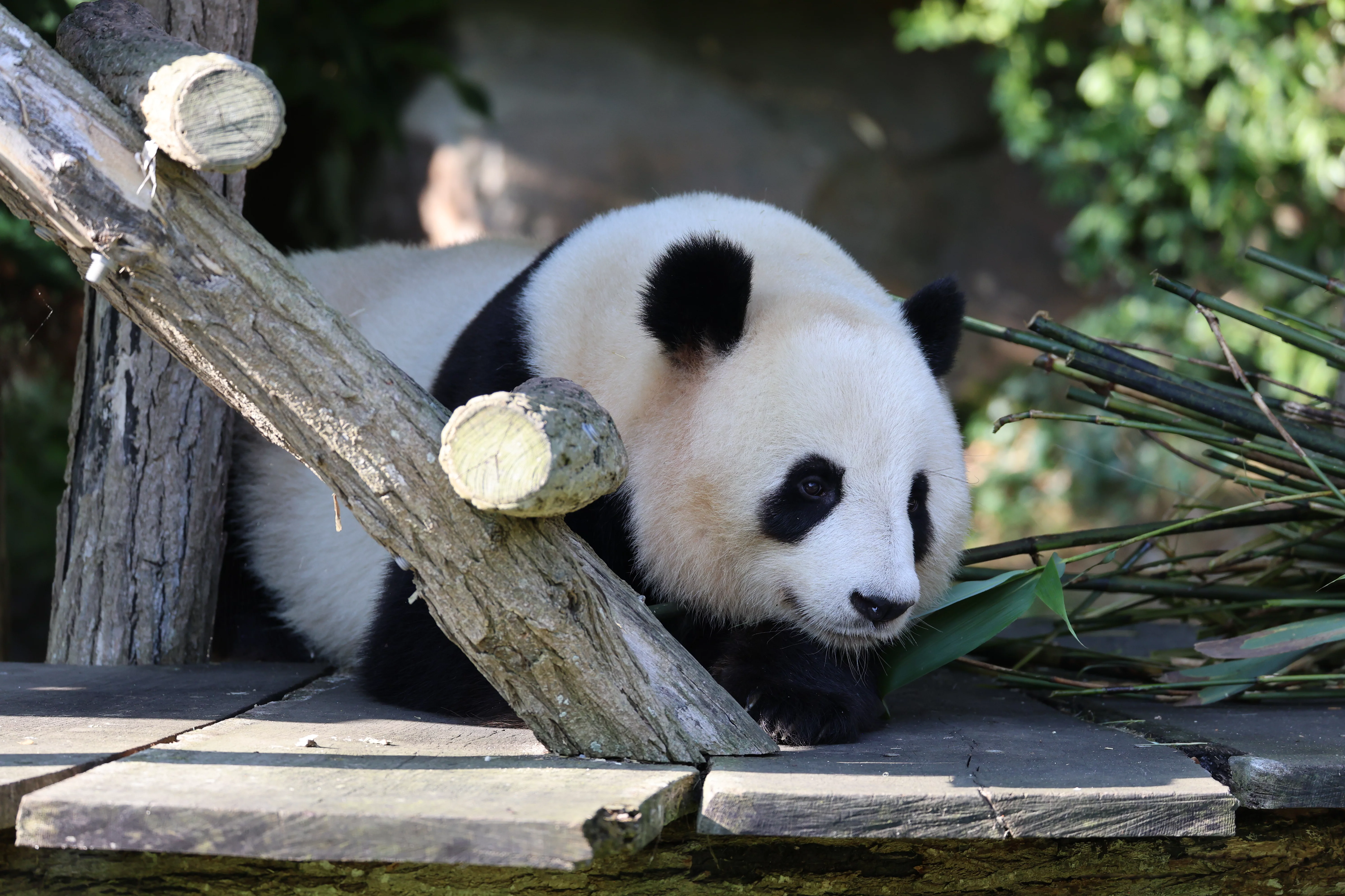 ZooParc de Beauval