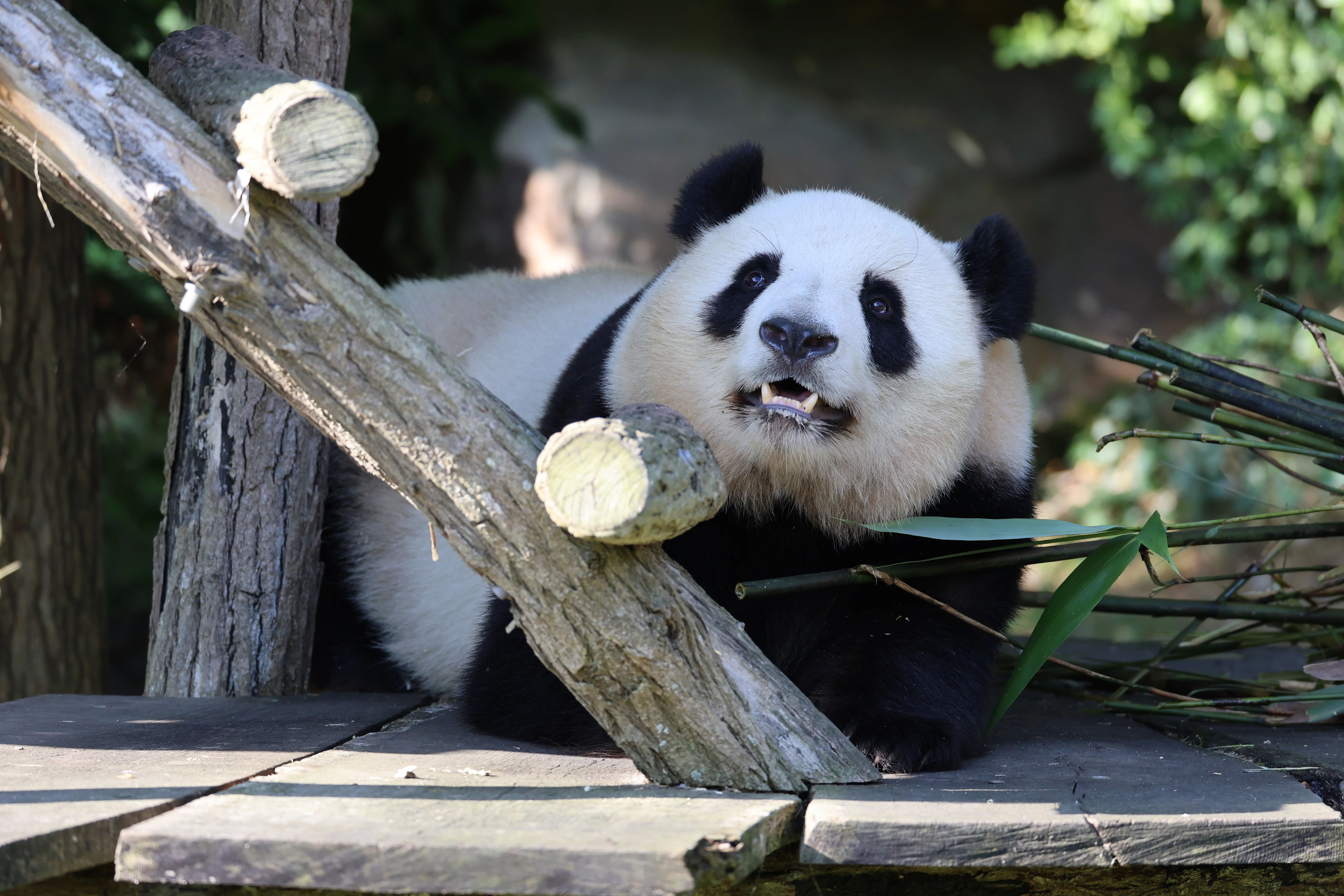 ZooParc de Beauval