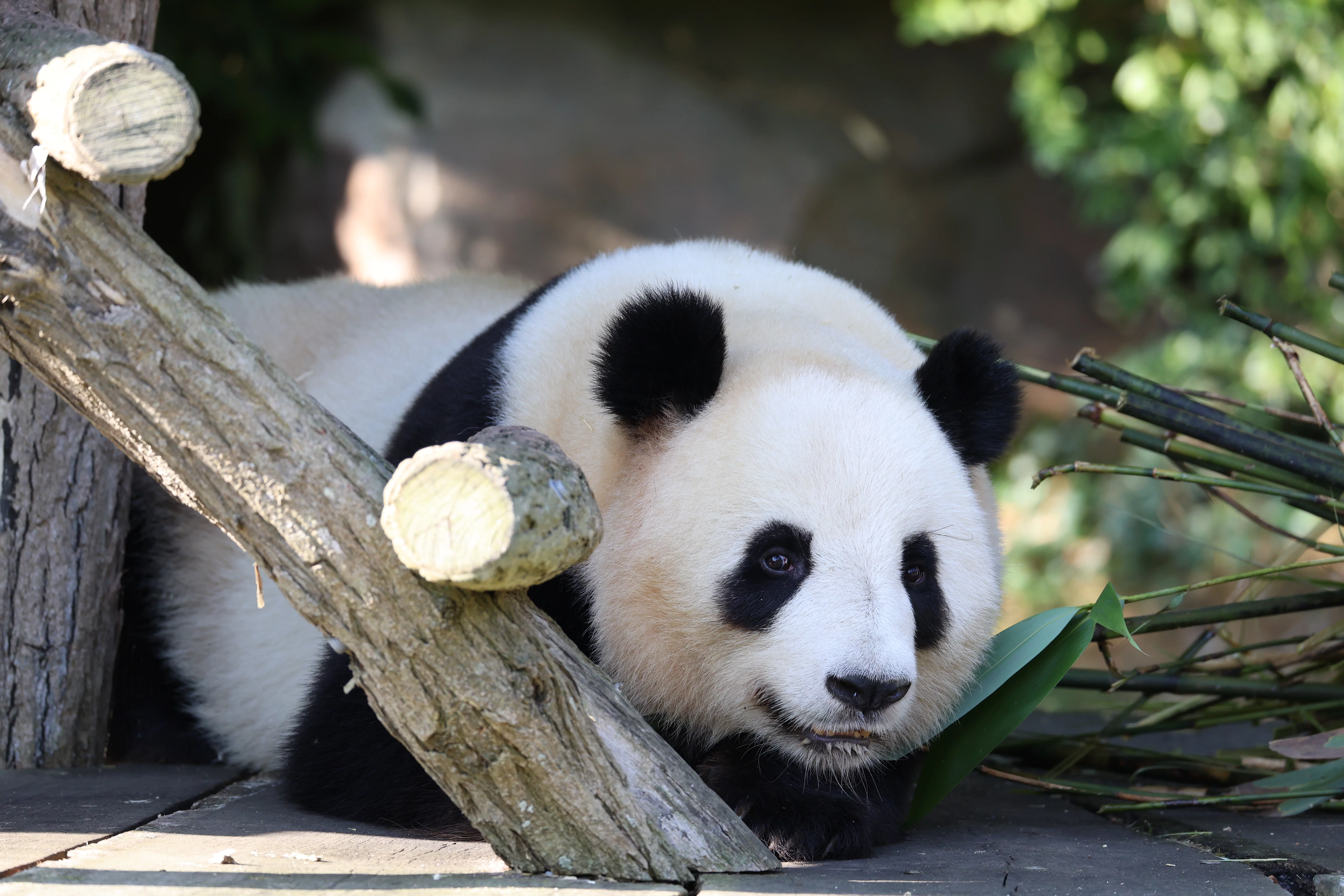 ZooParc de Beauval