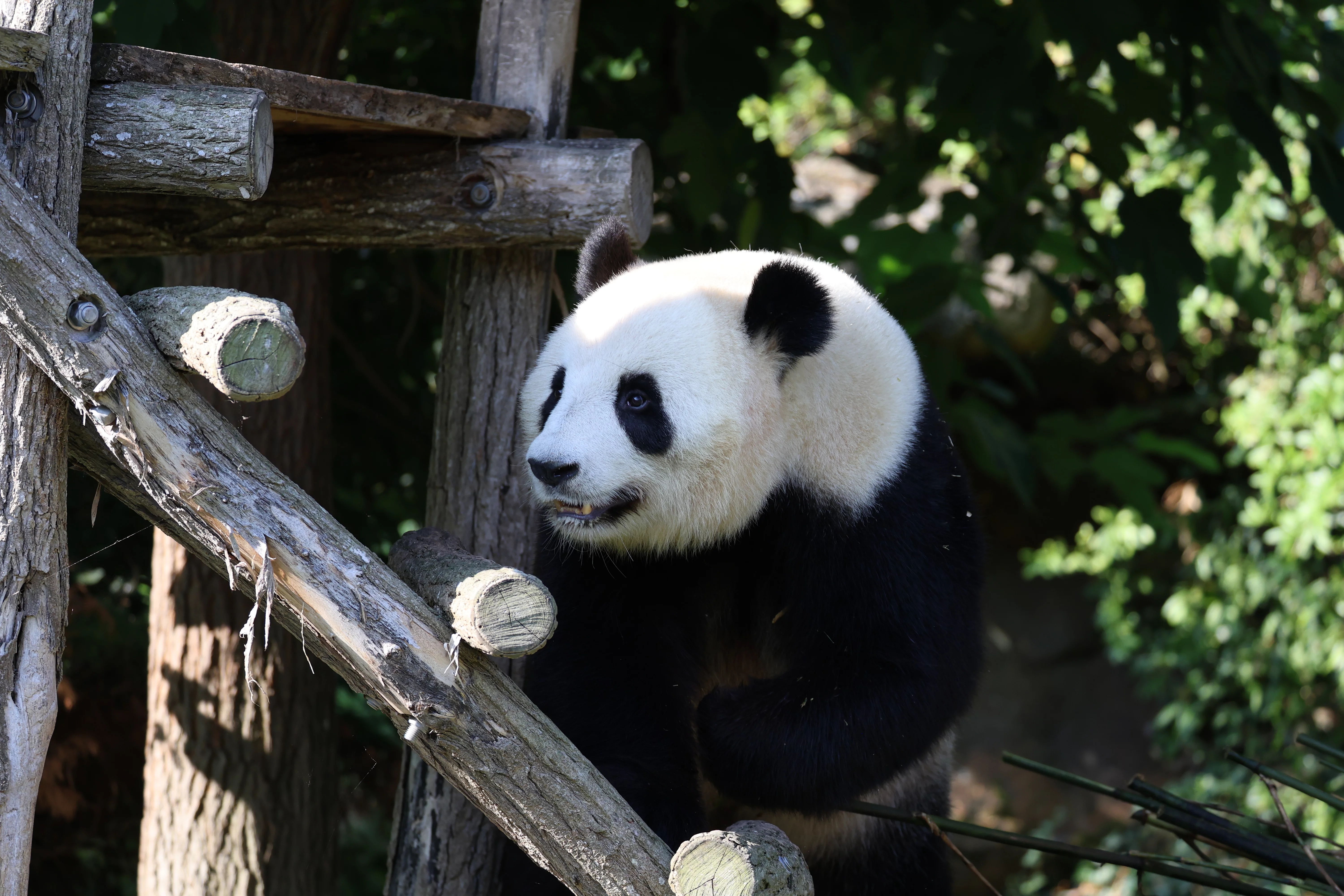 ZooParc de Beauval