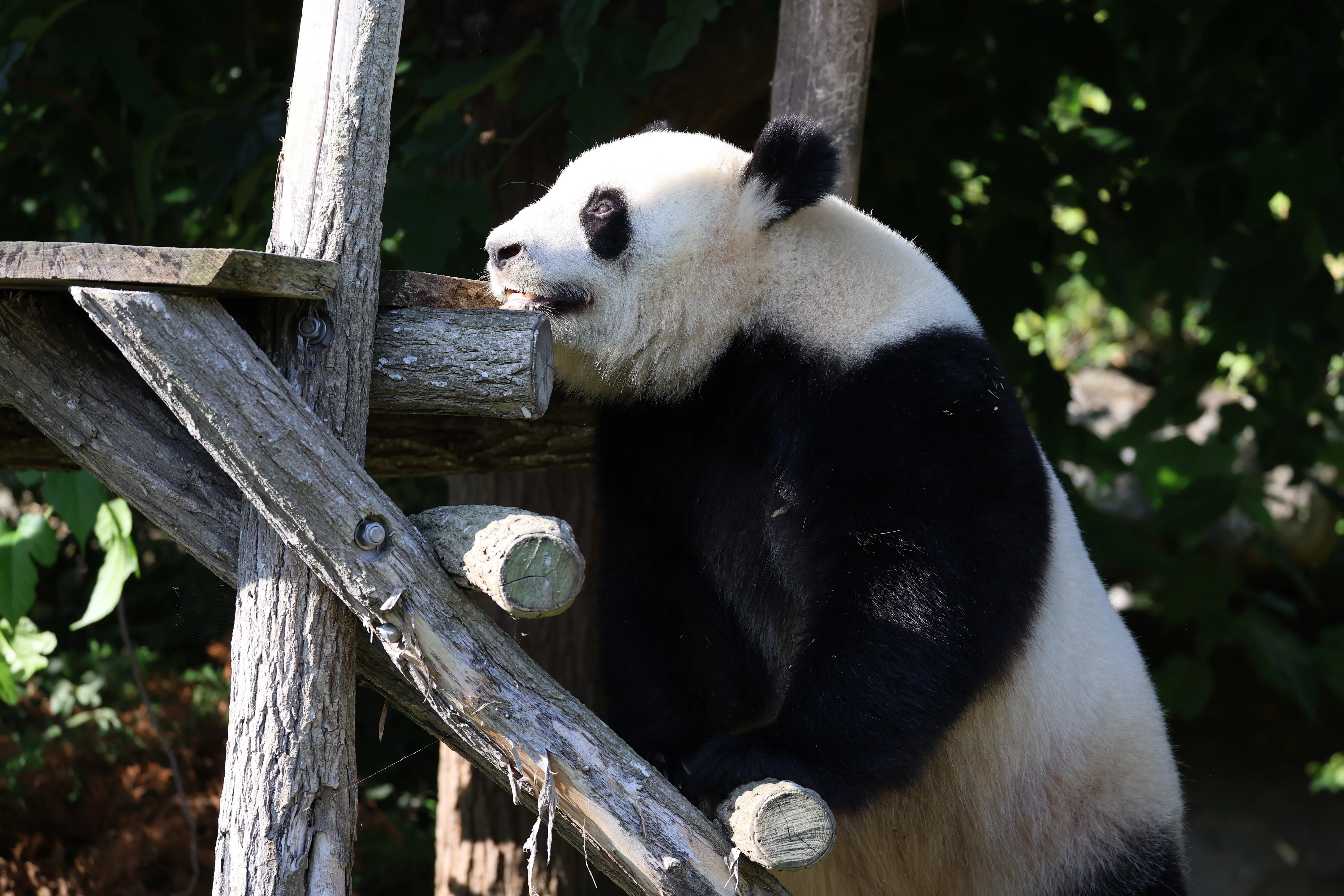 ZooParc de Beauval