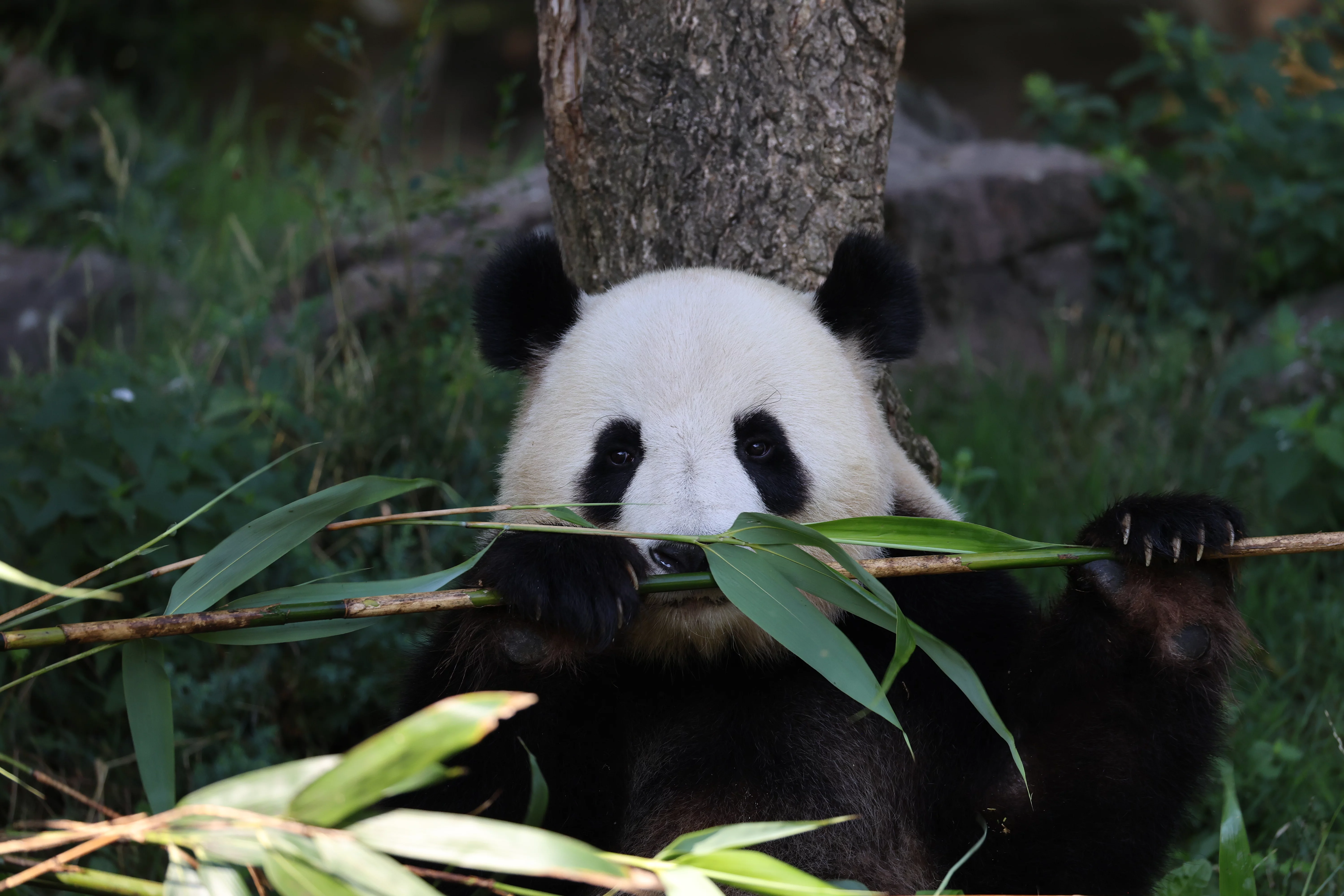 ZooParc de Beauval