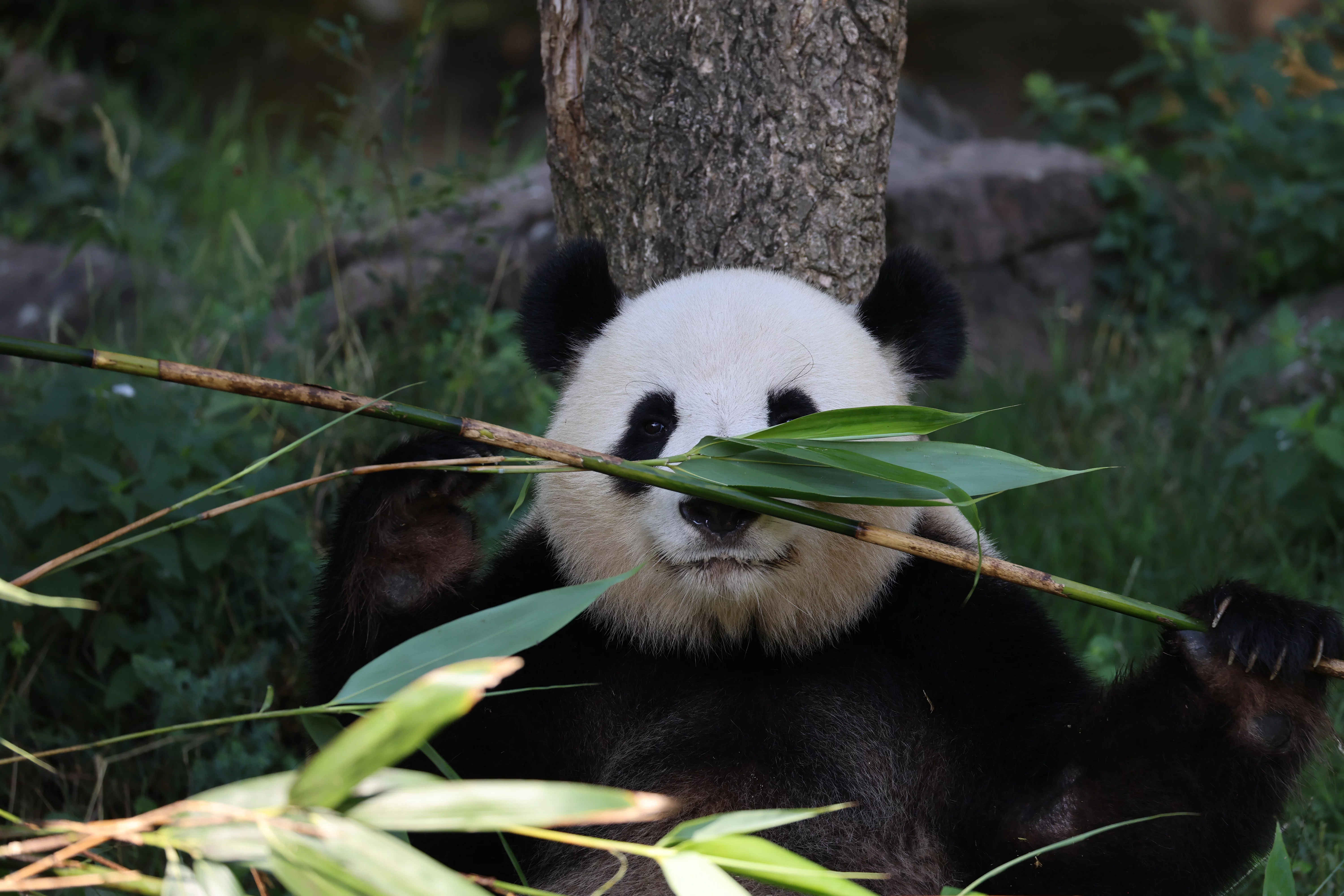 ZooParc de Beauval