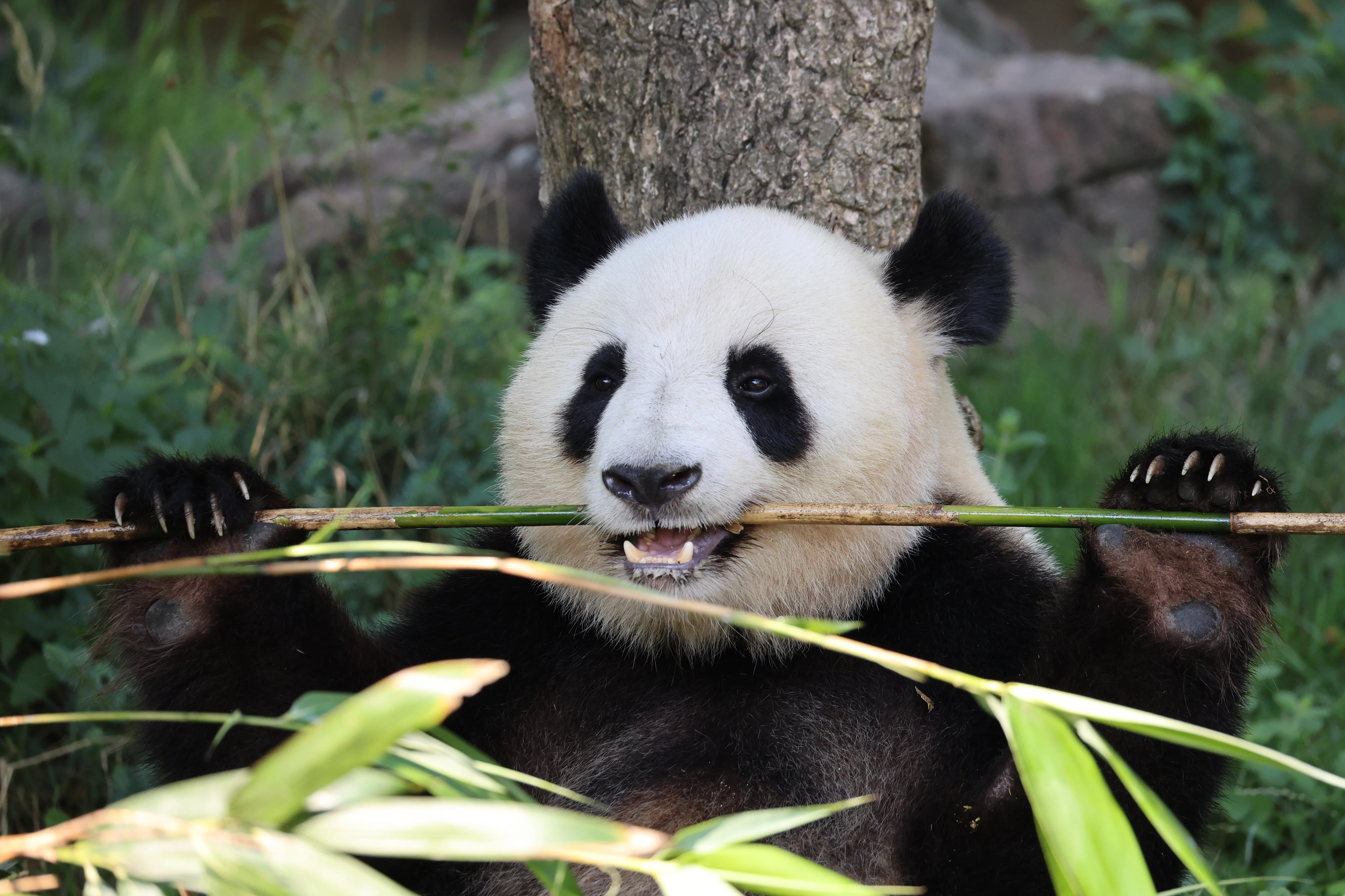 ZooParc de Beauval