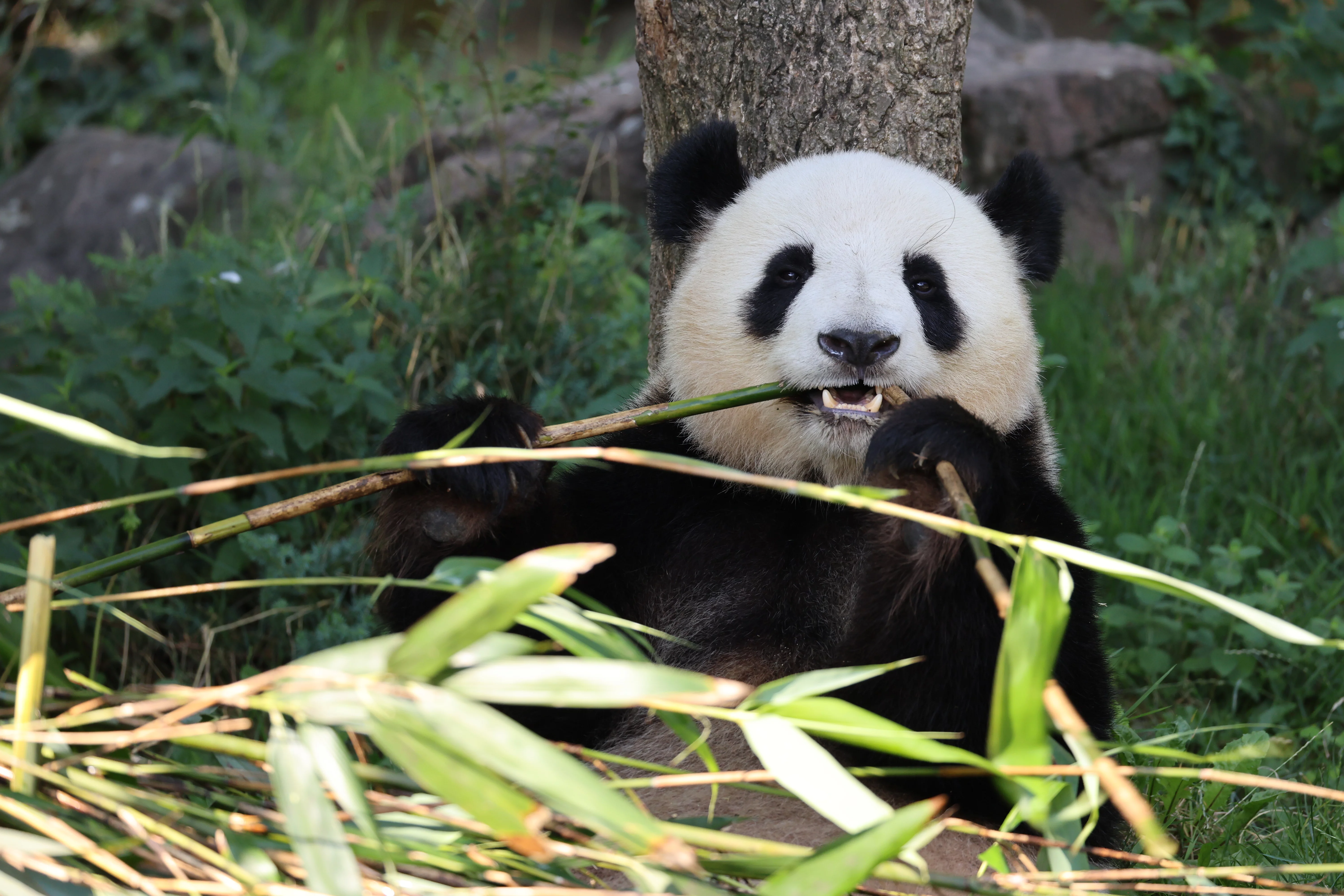 ZooParc de Beauval