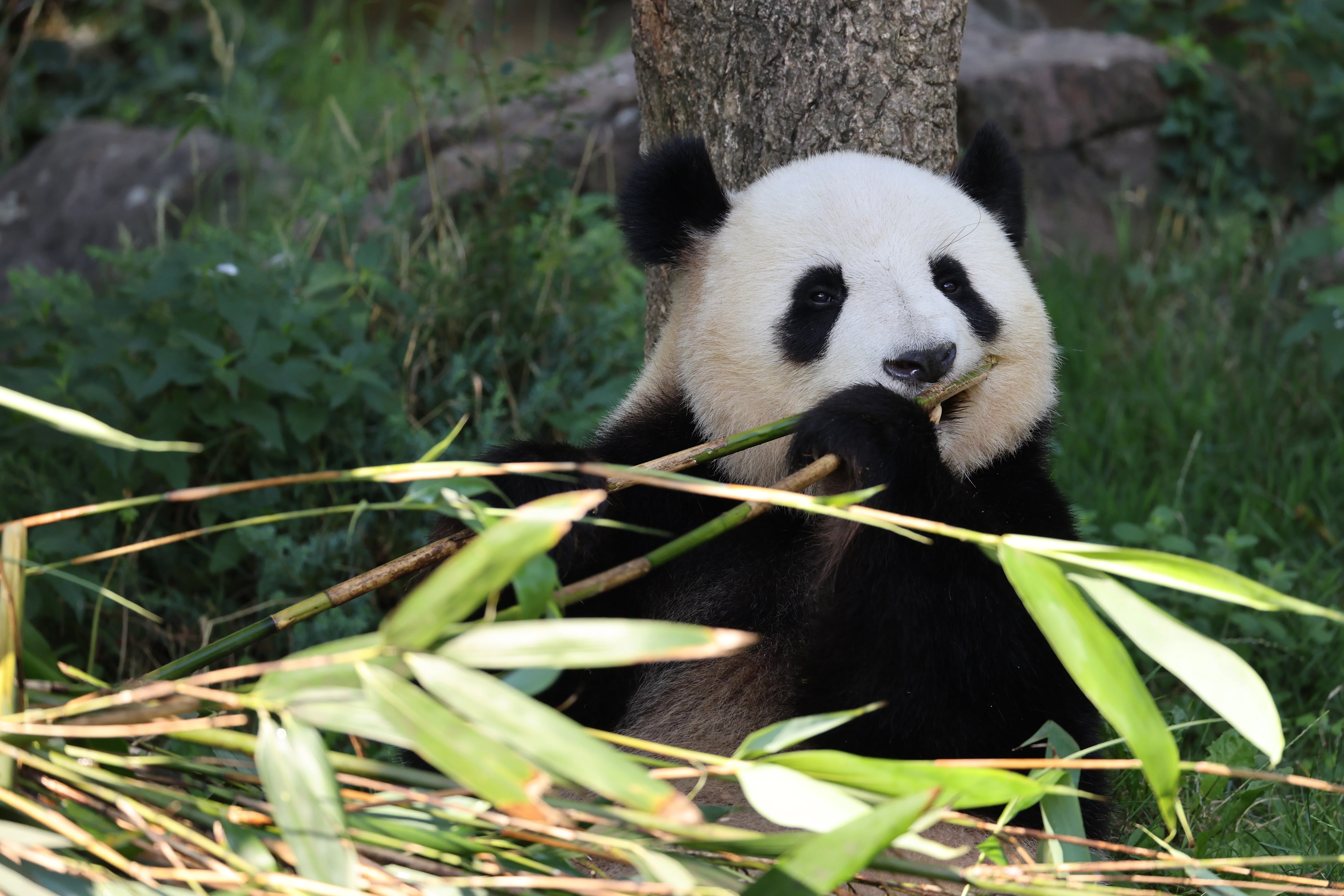 ZooParc de Beauval