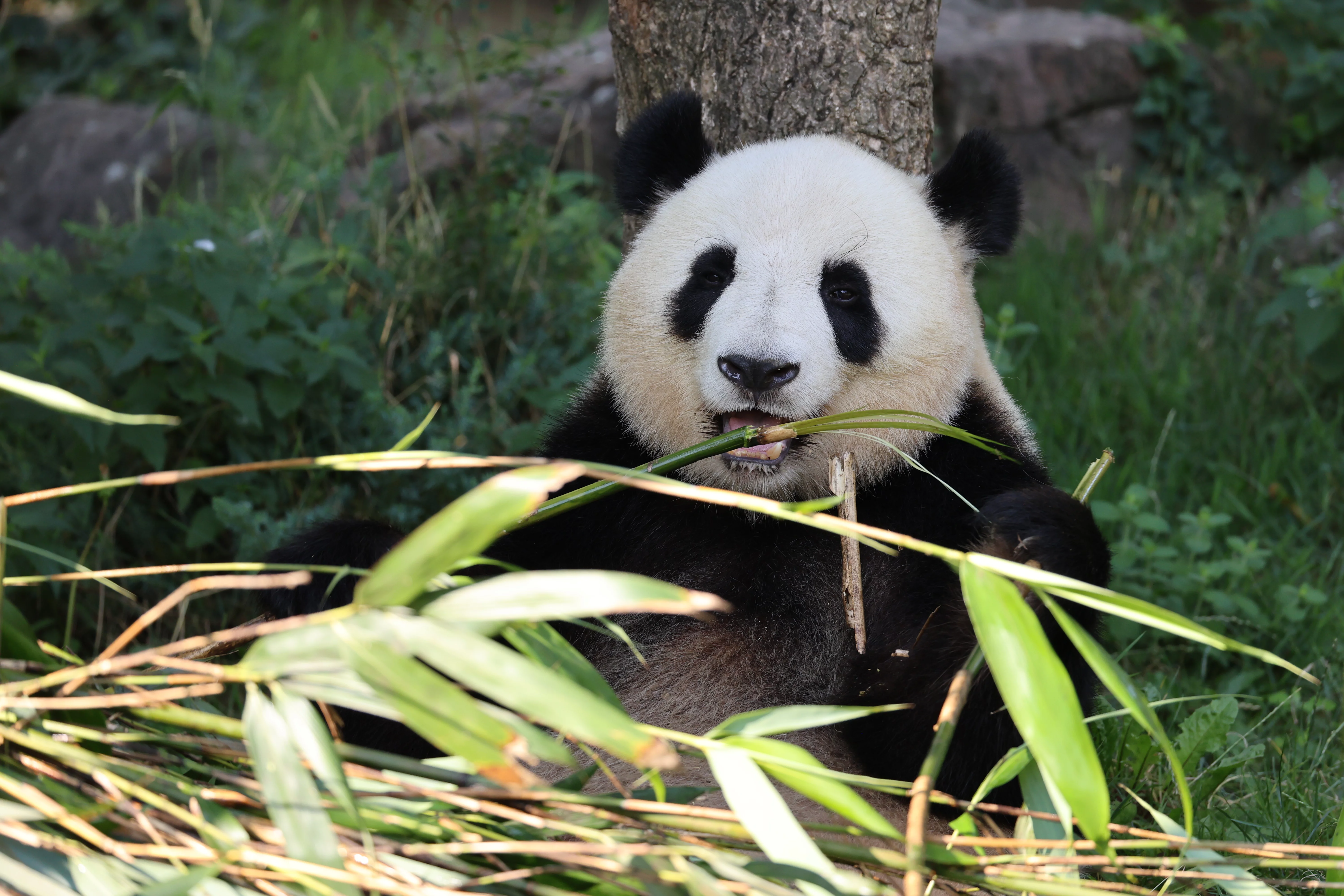 ZooParc de Beauval