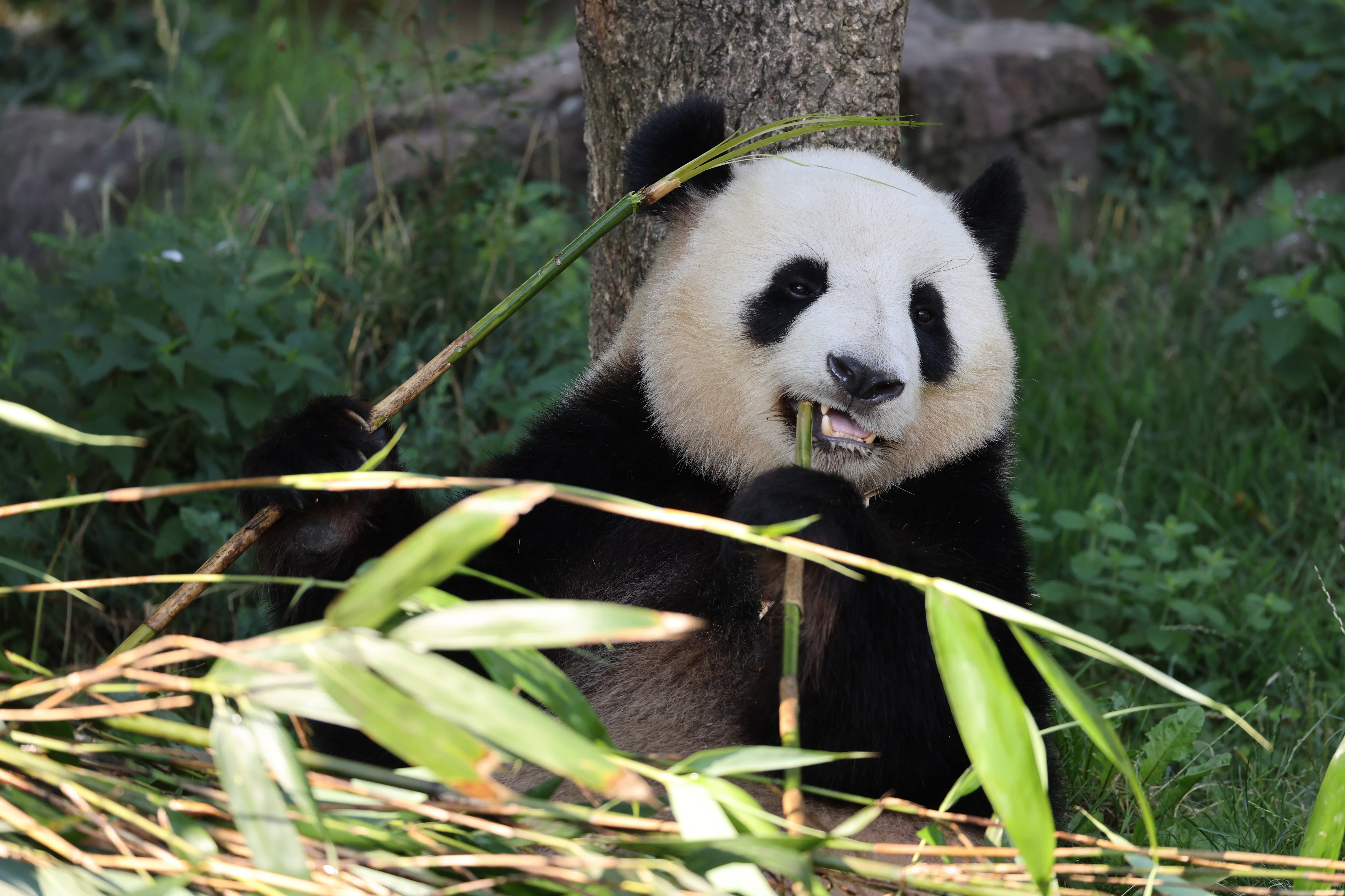 ZooParc de Beauval