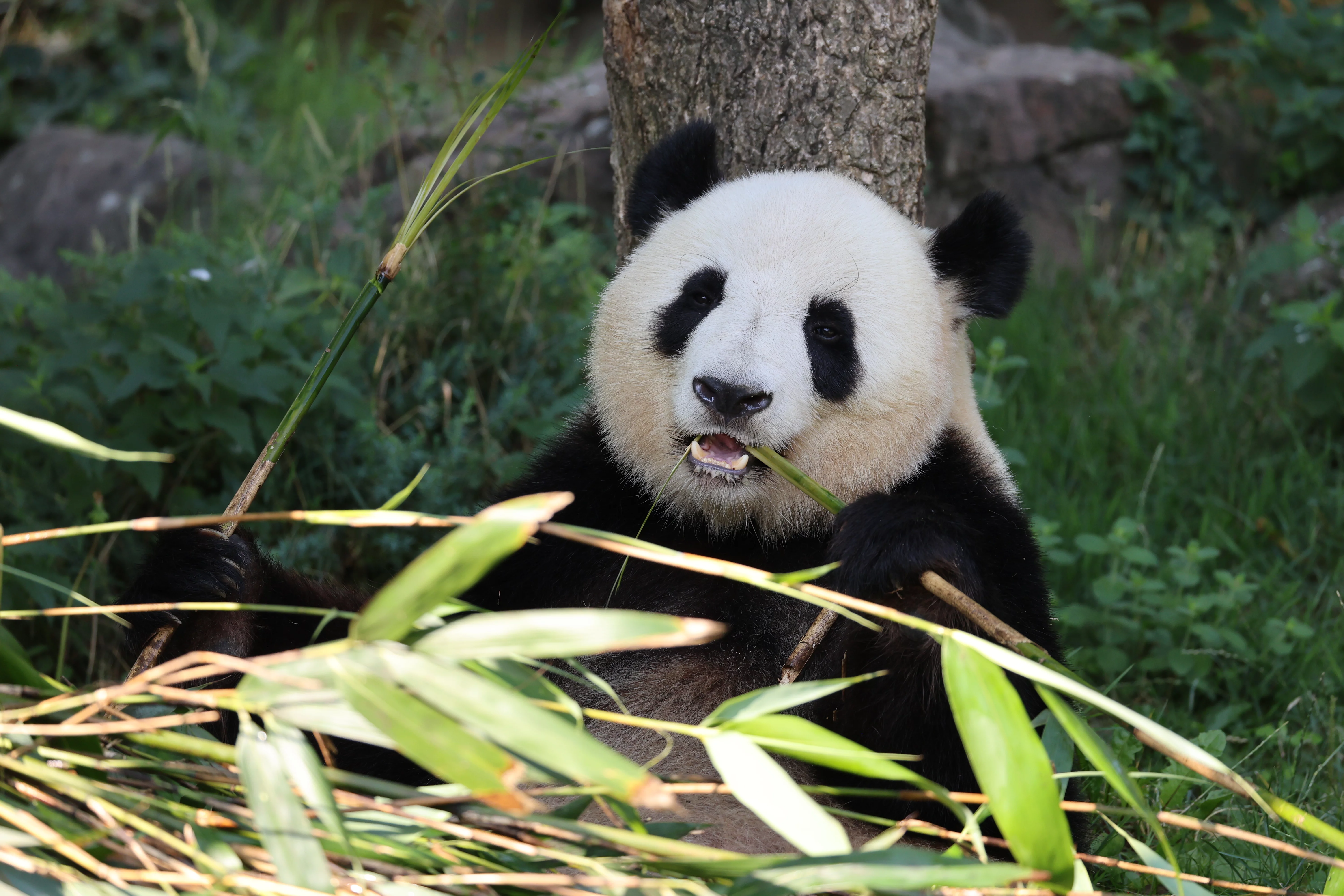 ZooParc de Beauval