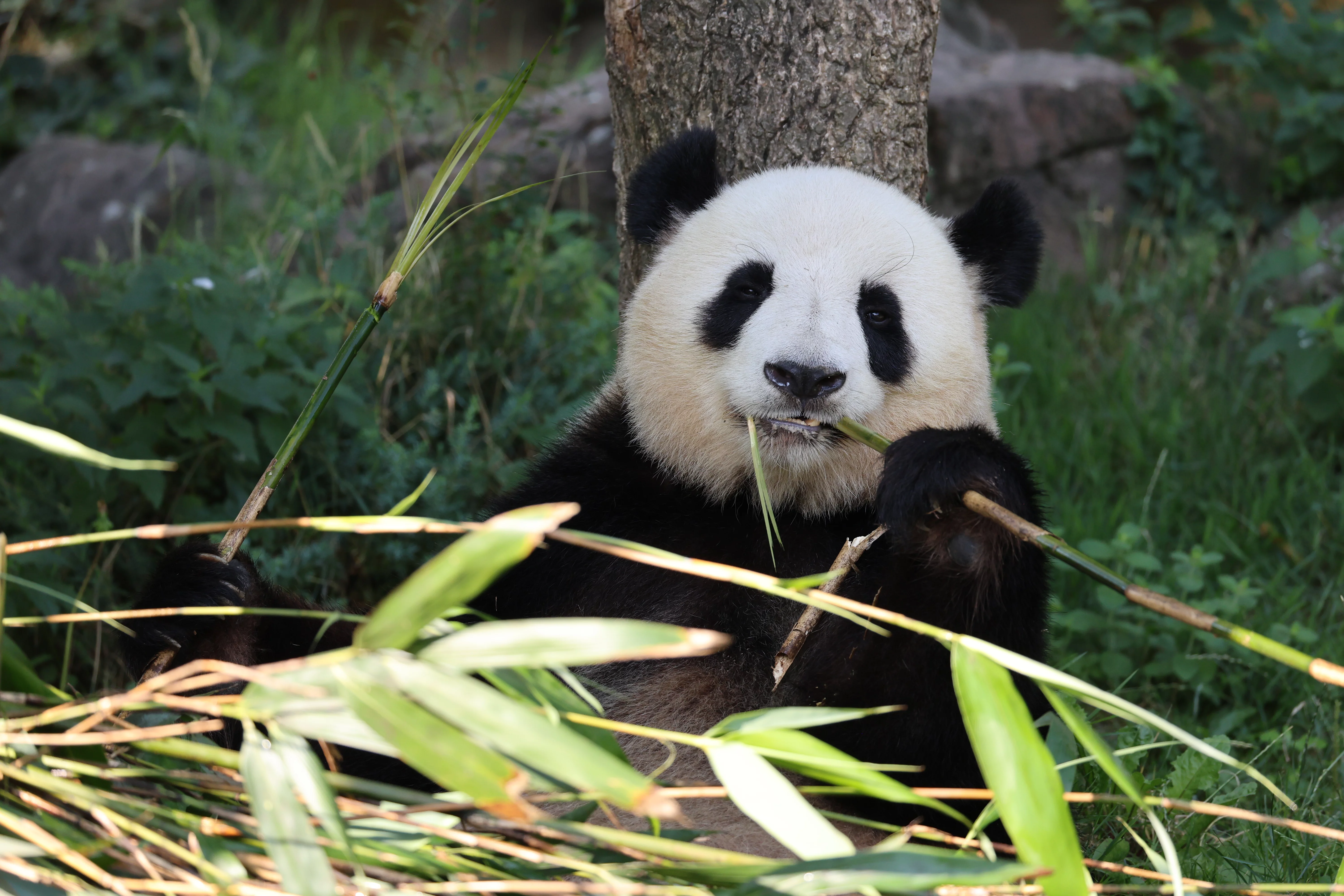 ZooParc de Beauval