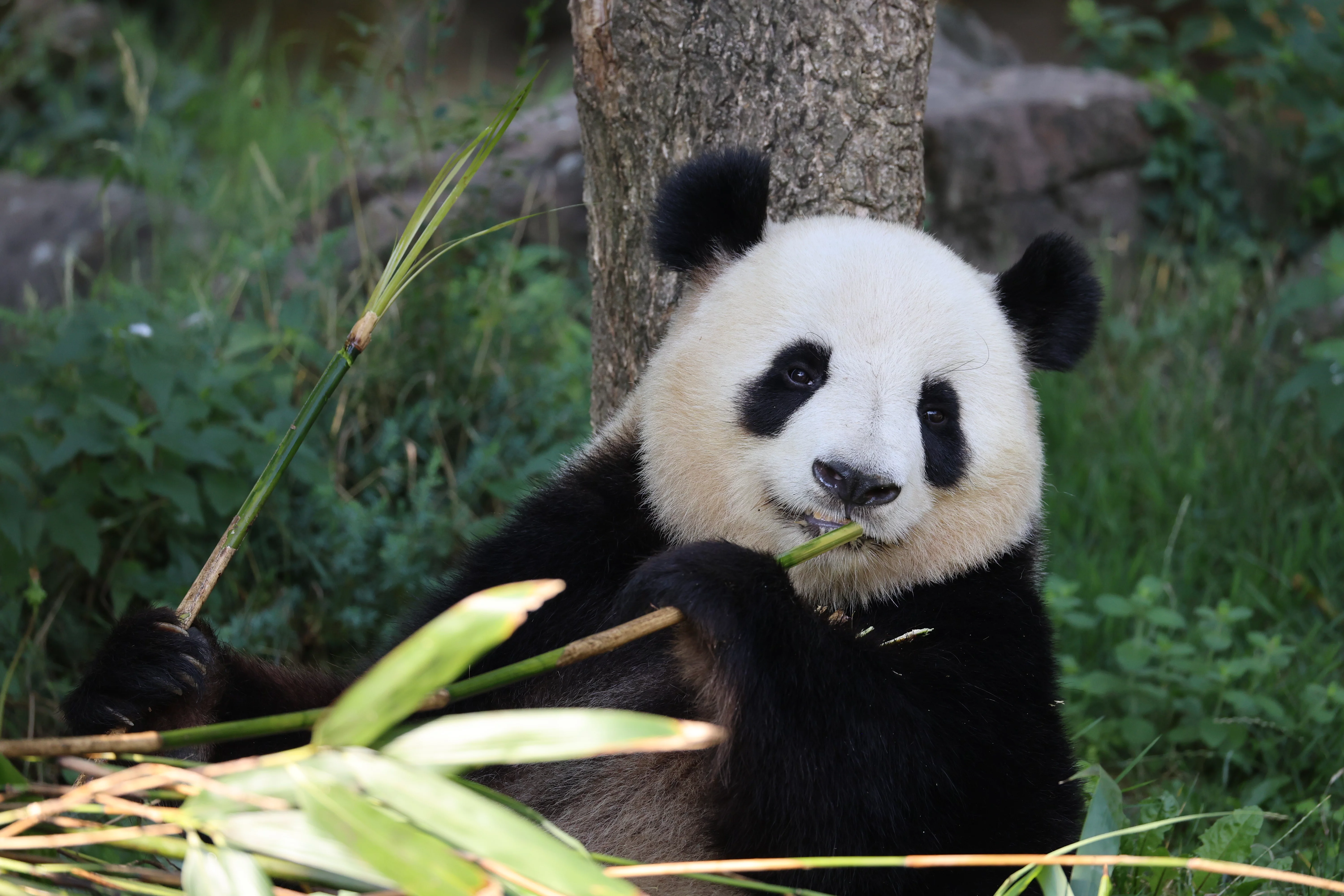 ZooParc de Beauval