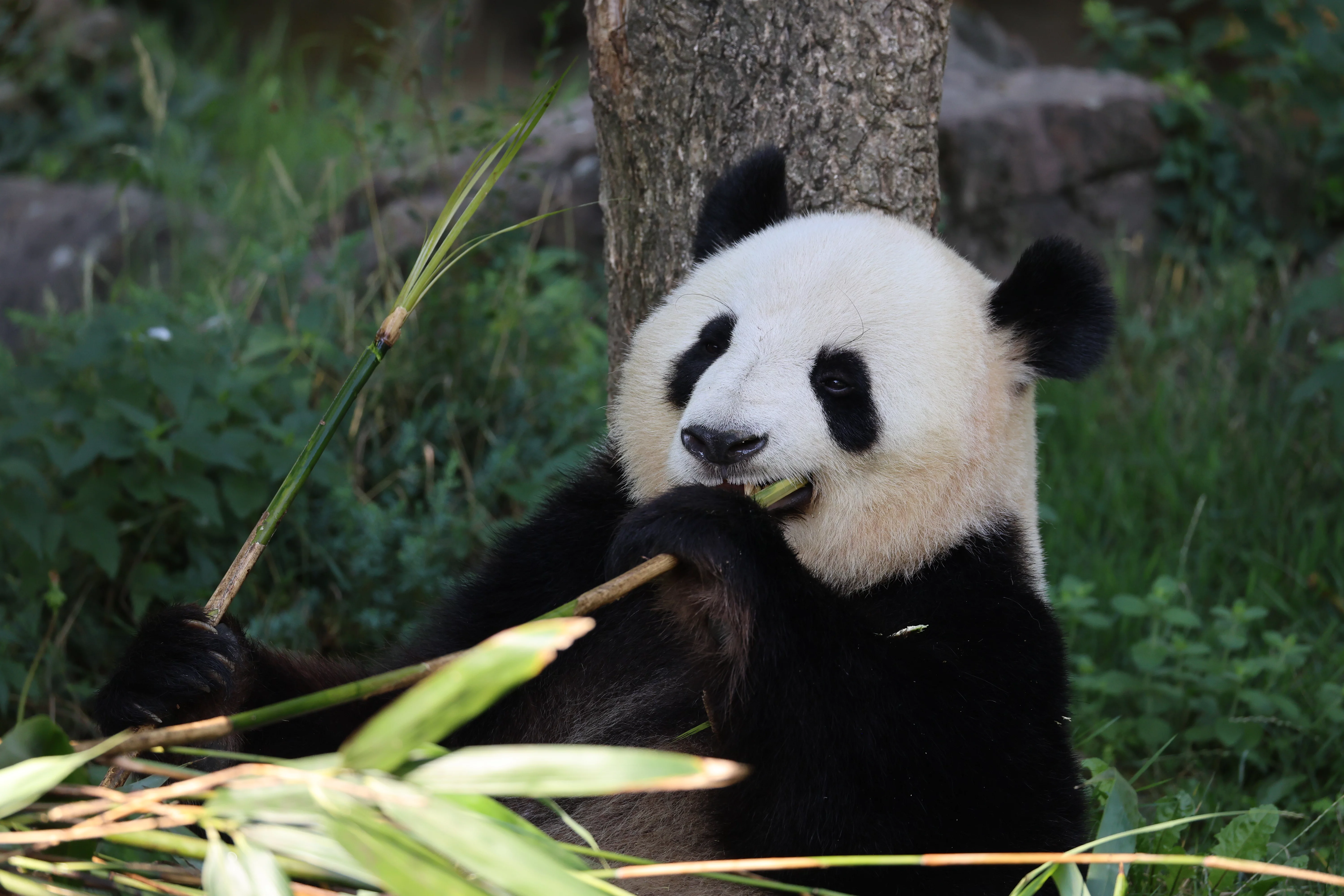 ZooParc de Beauval