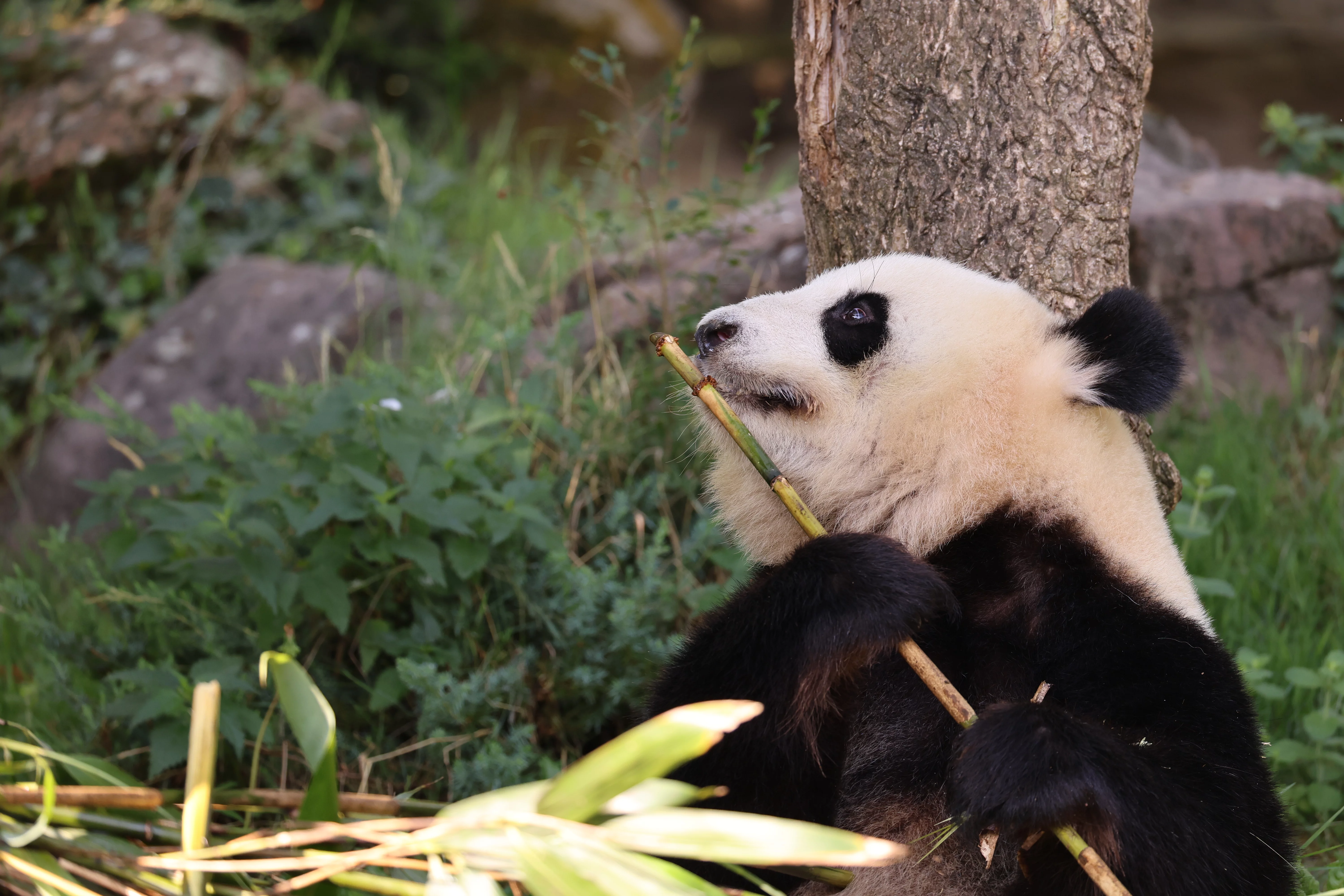 ZooParc de Beauval