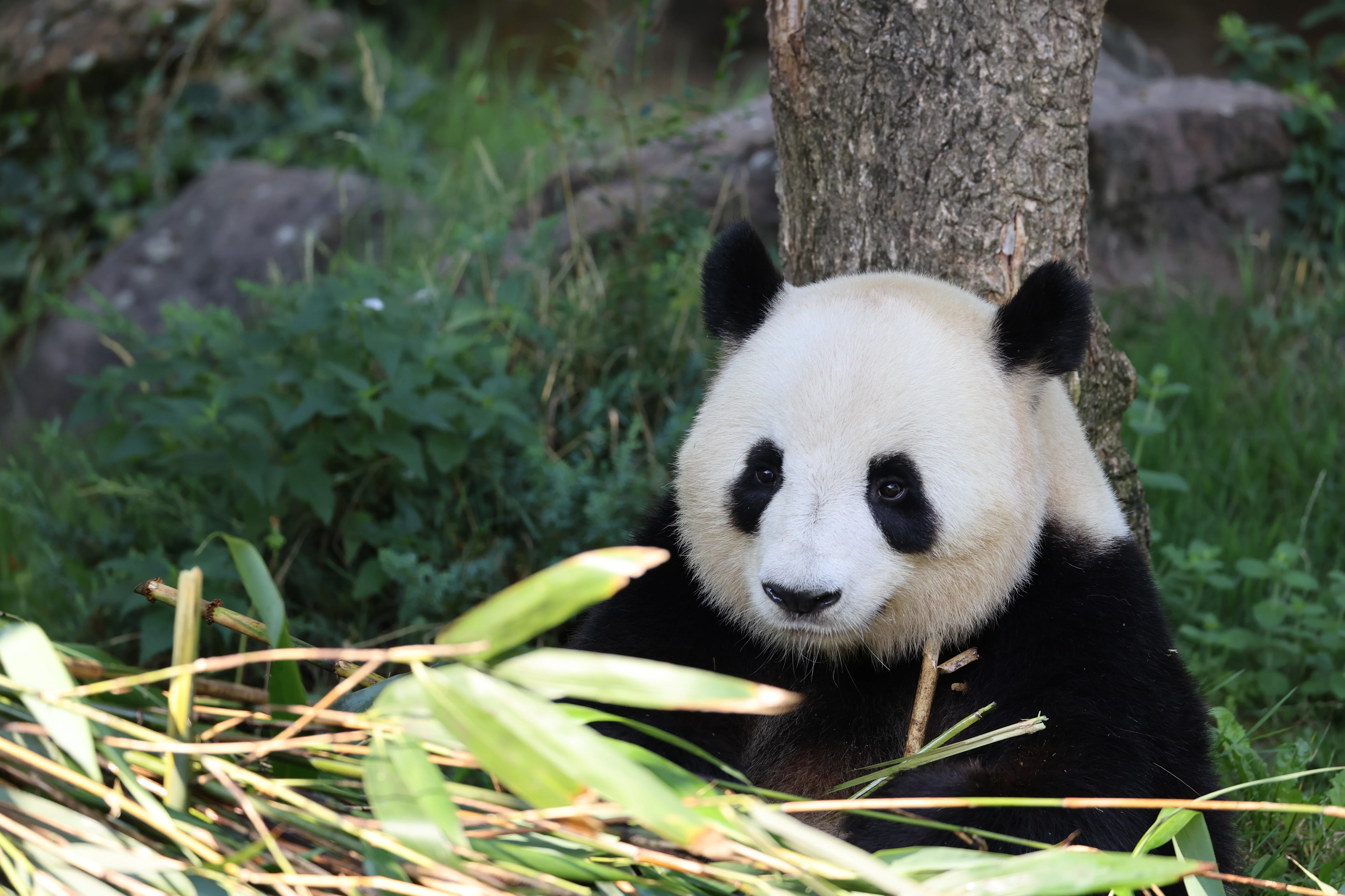 ZooParc de Beauval