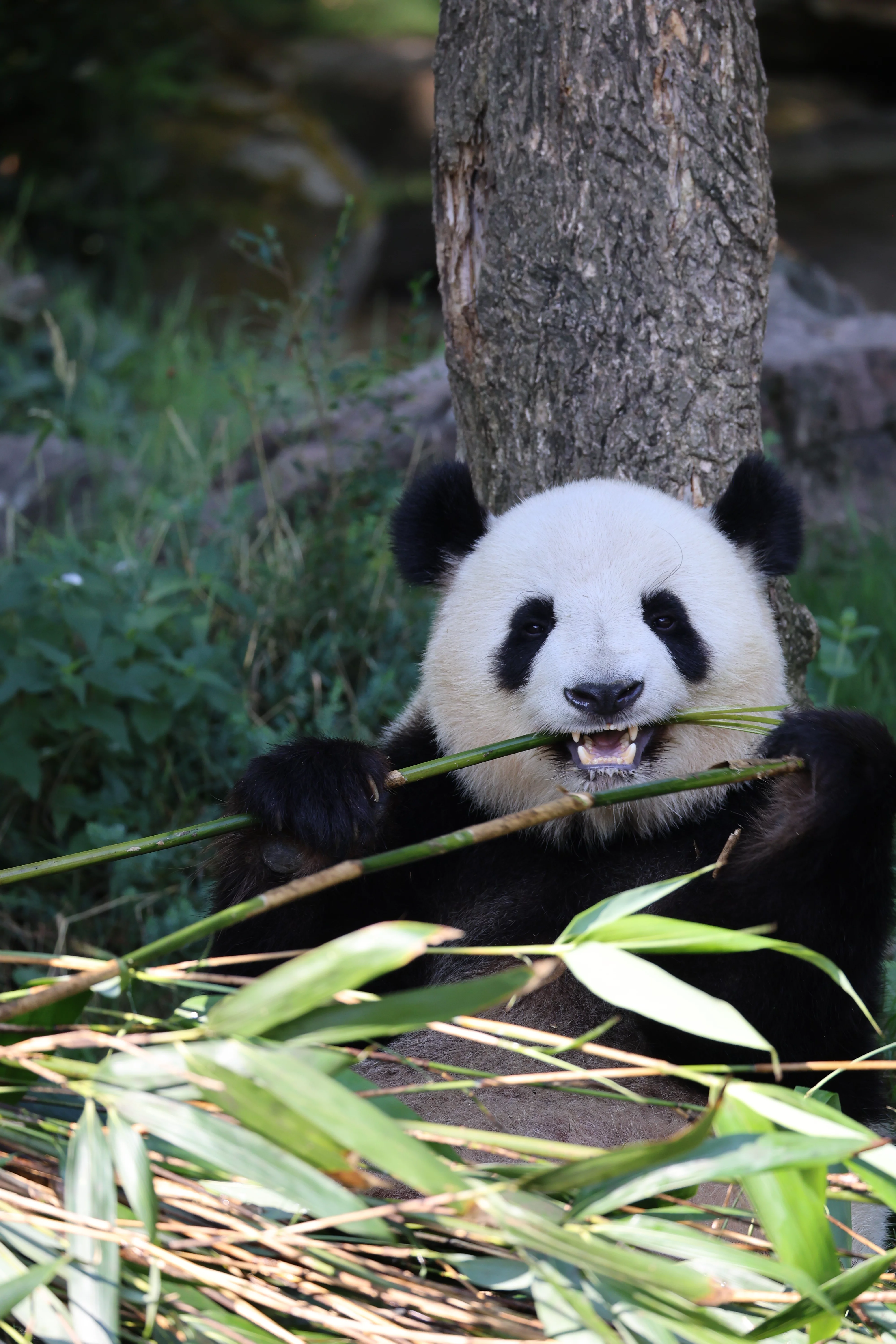ZooParc de Beauval