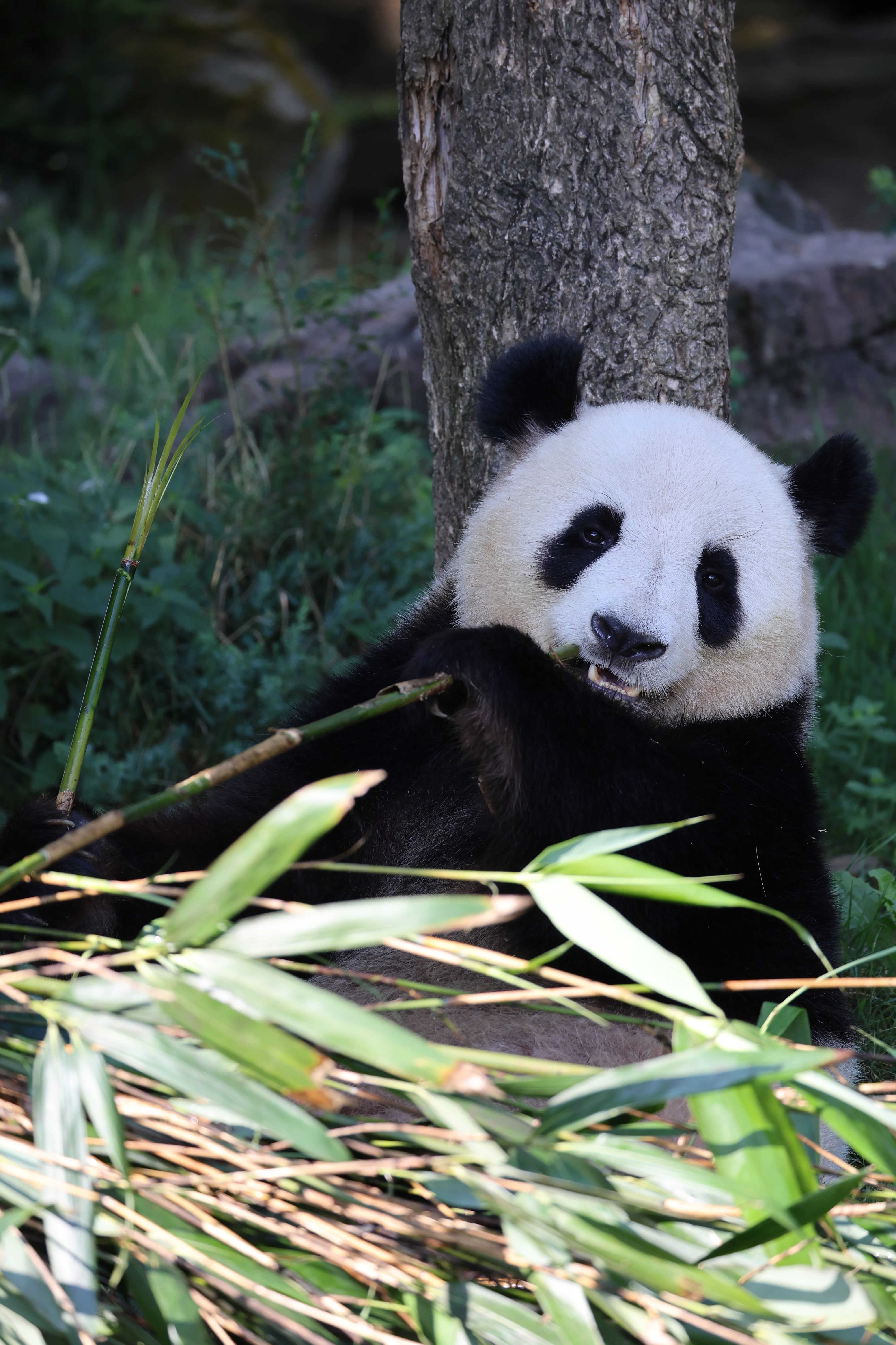 ZooParc de Beauval