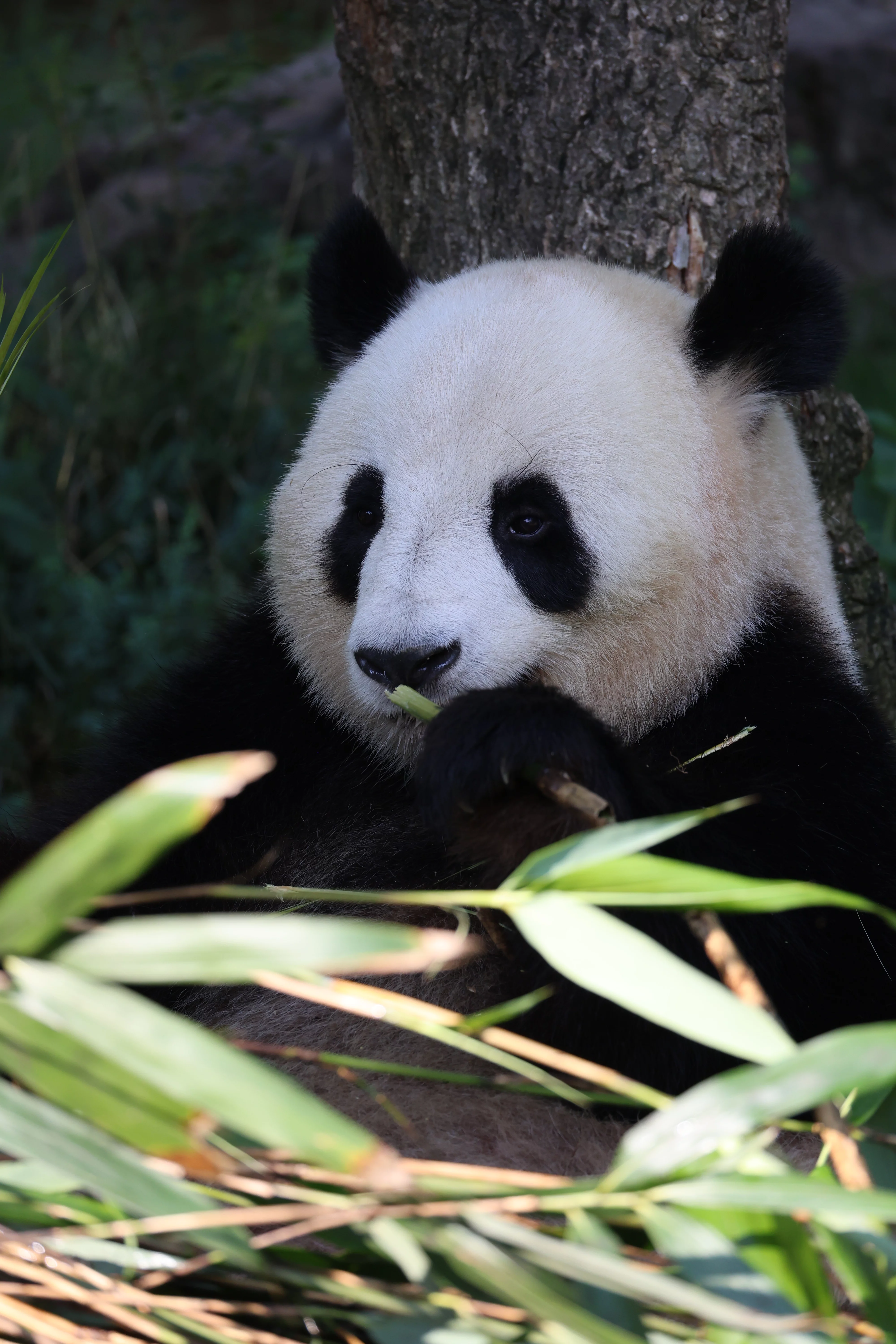 ZooParc de Beauval