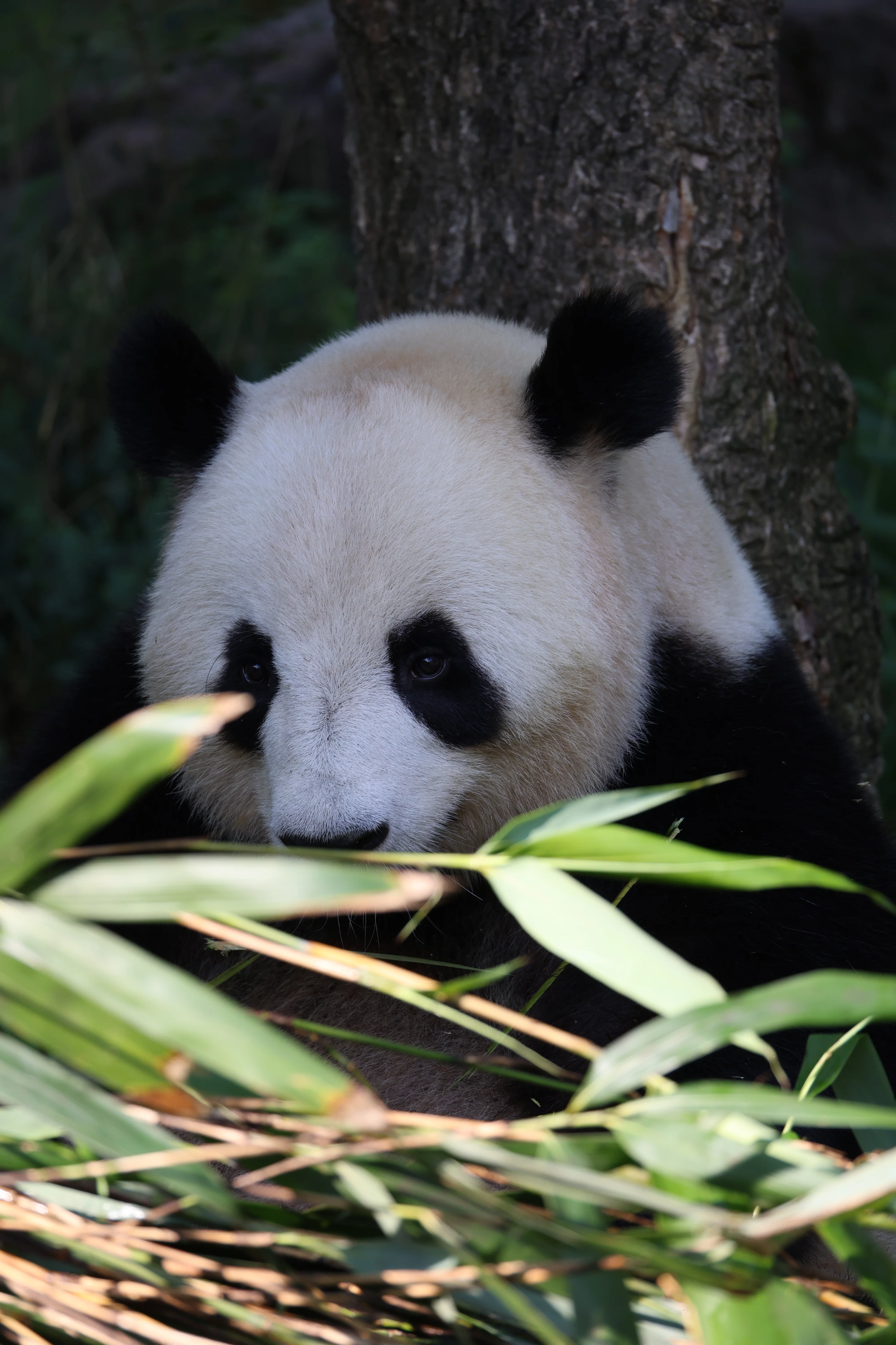 ZooParc de Beauval