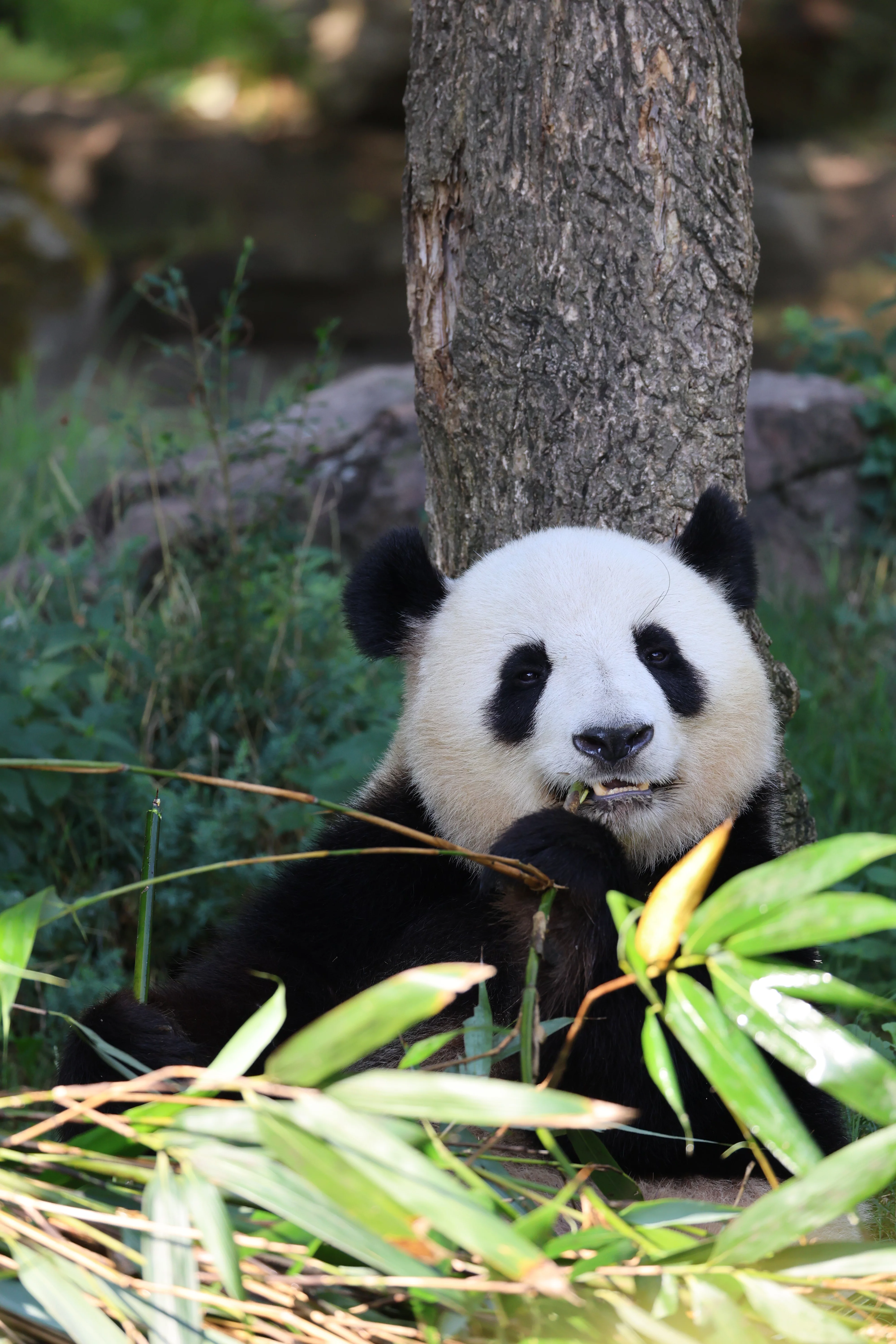 ZooParc de Beauval