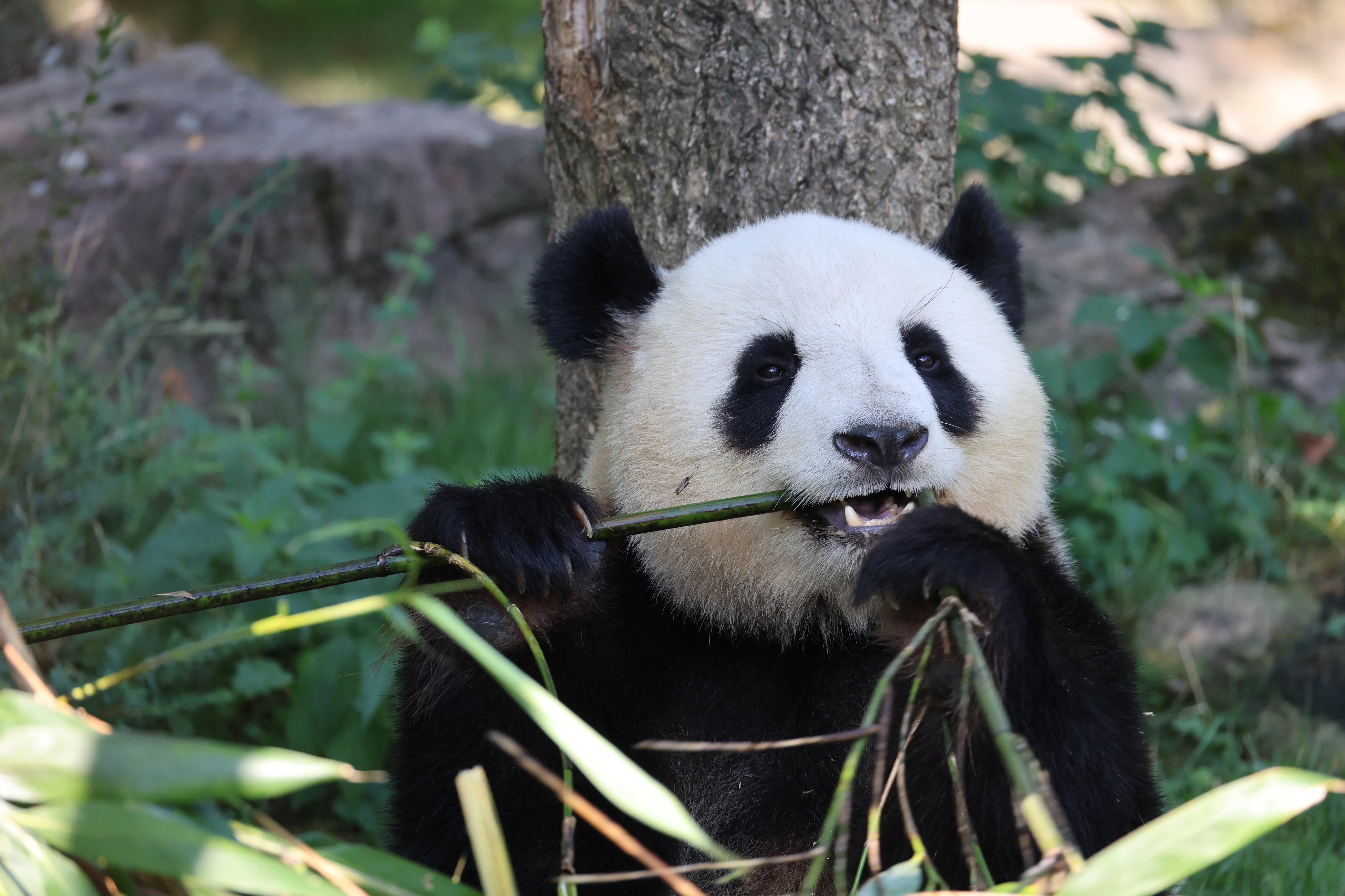 ZooParc de Beauval