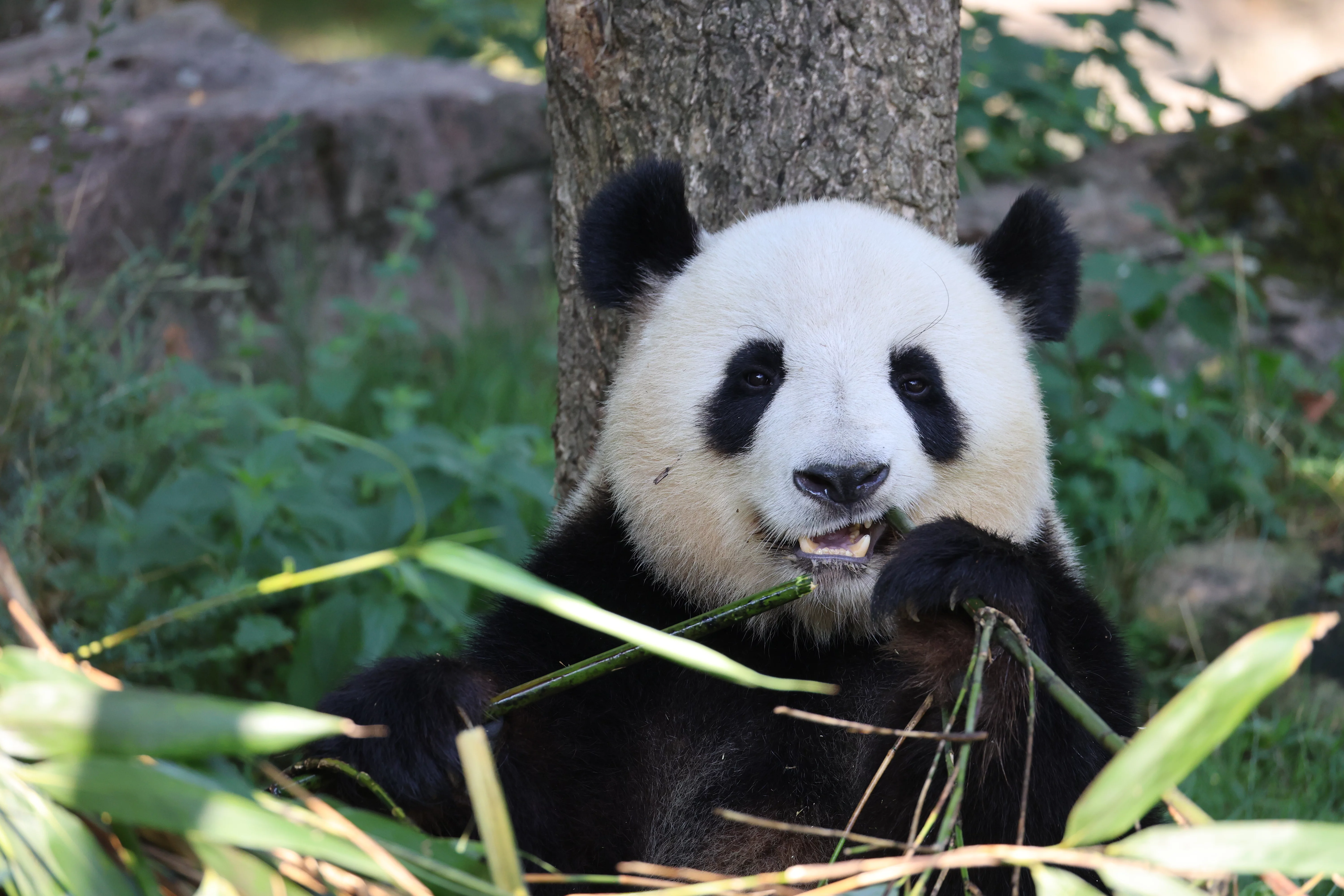 ZooParc de Beauval