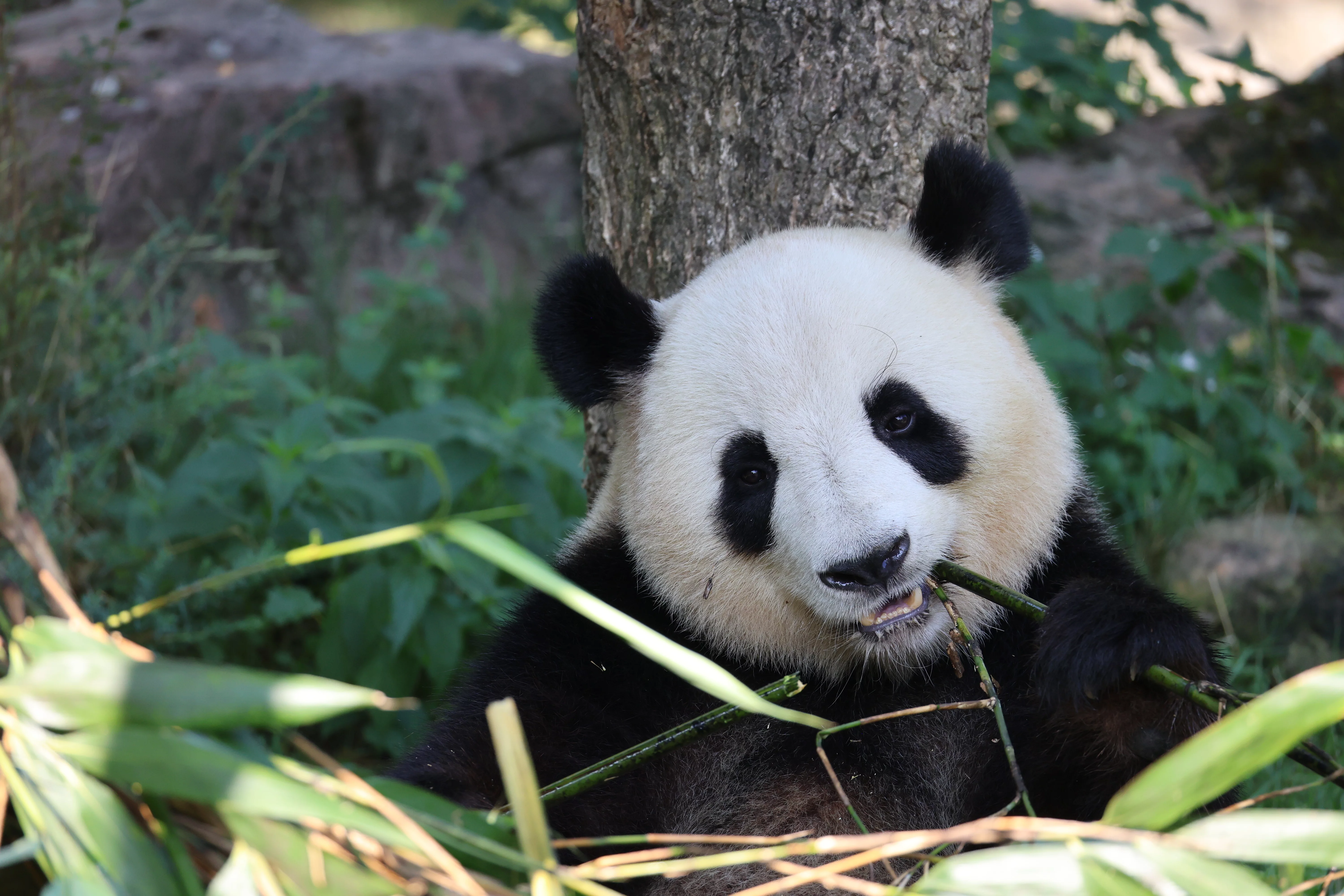ZooParc de Beauval