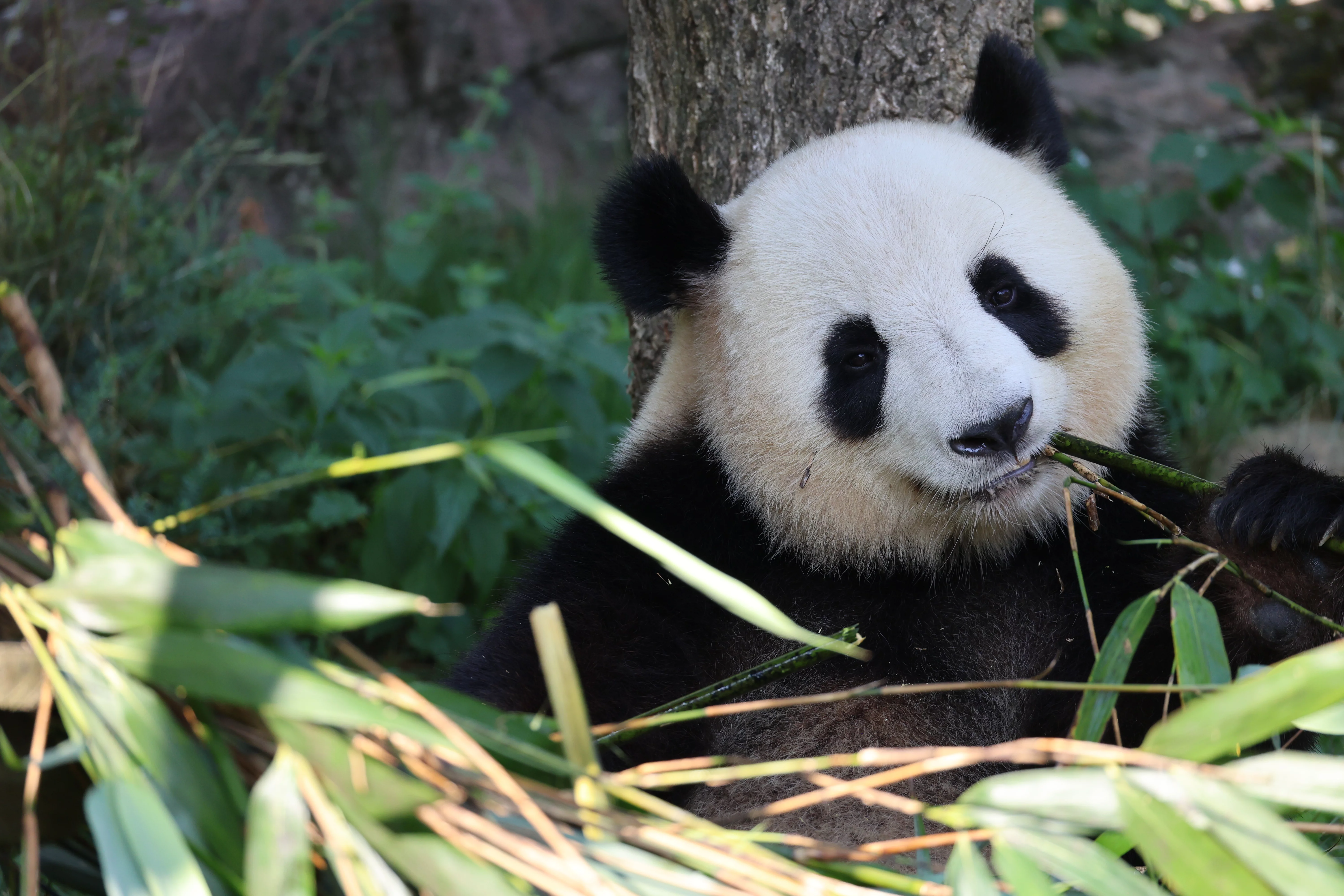 ZooParc de Beauval