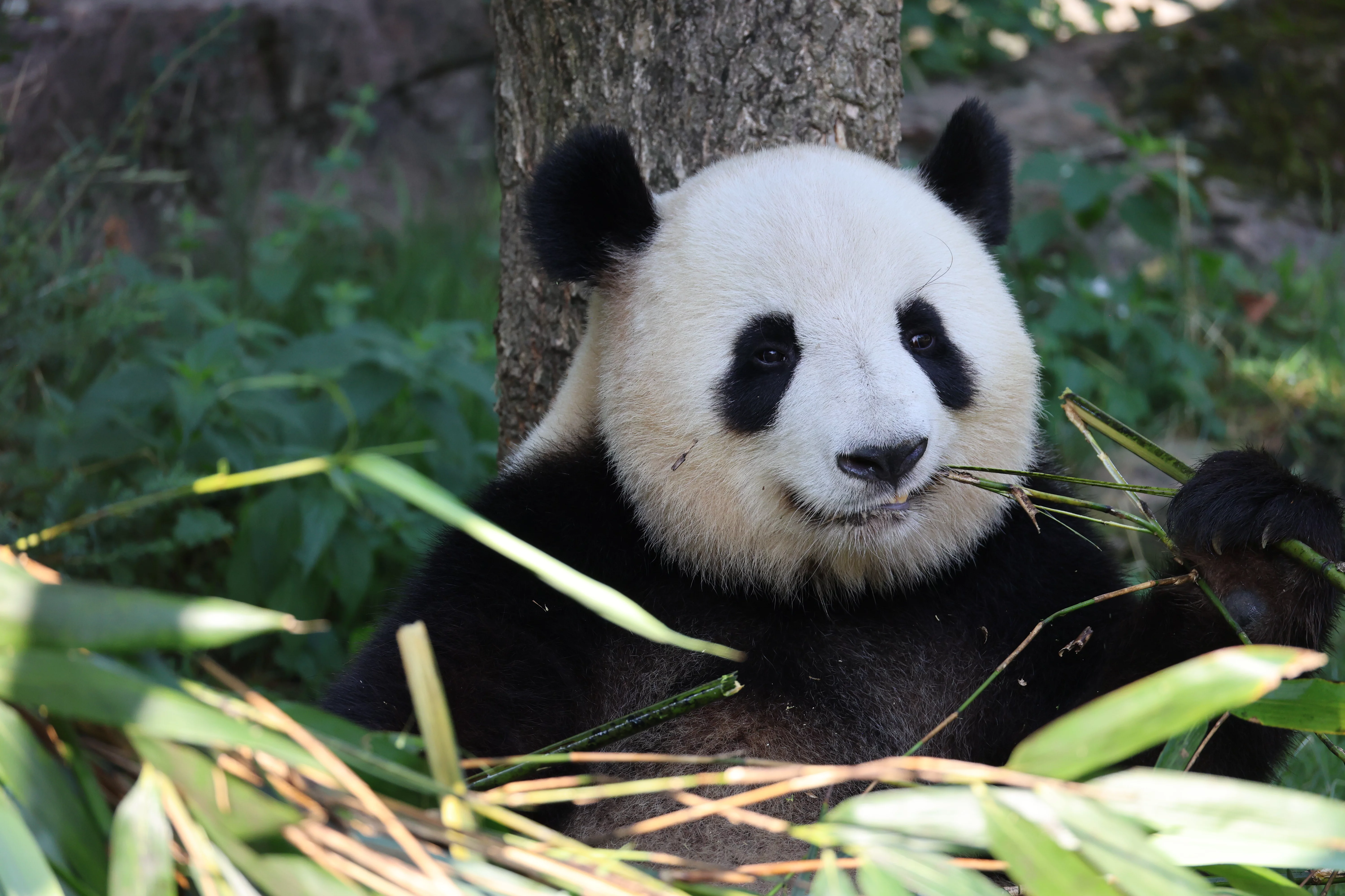 ZooParc de Beauval