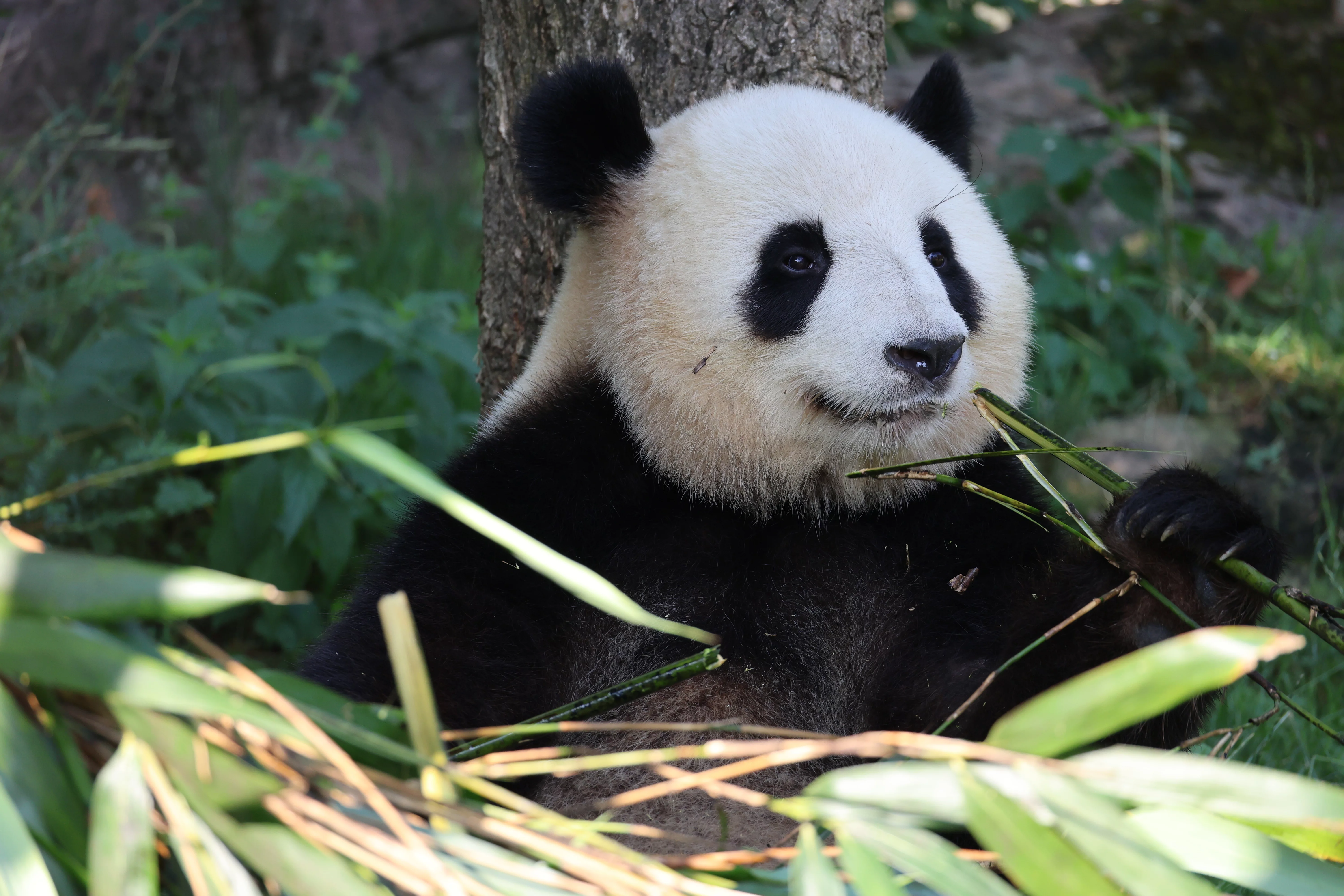 ZooParc de Beauval