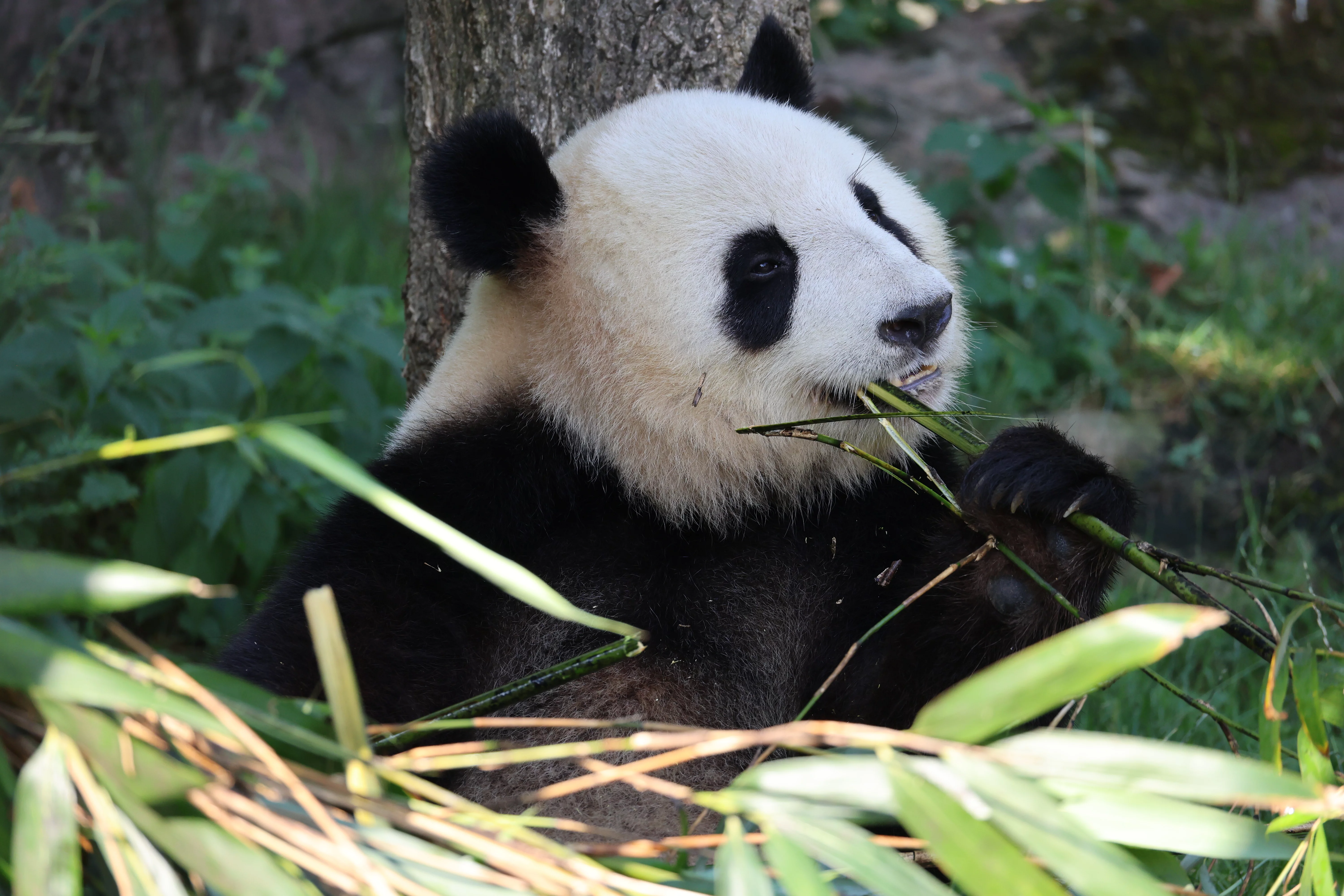ZooParc de Beauval