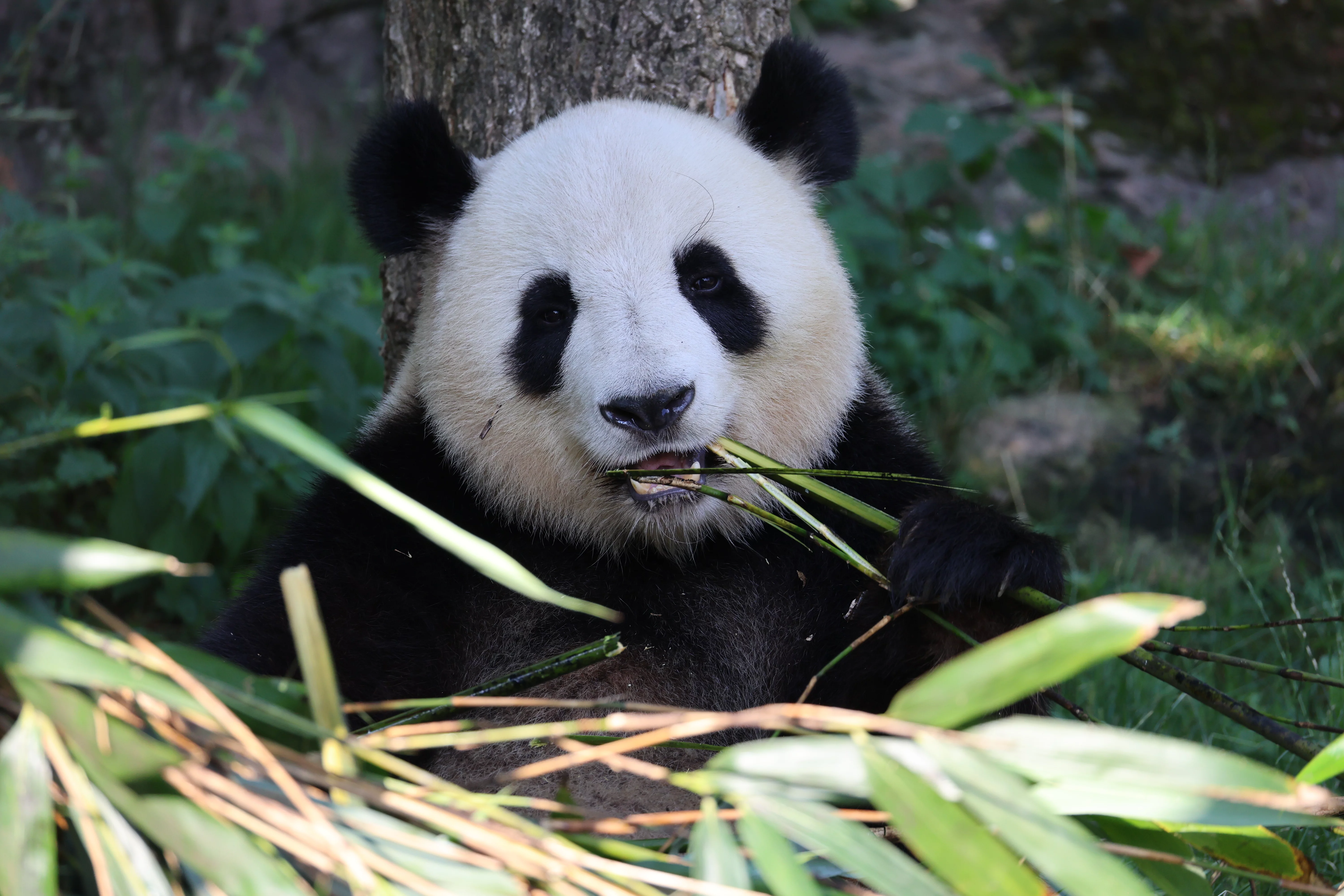 ZooParc de Beauval