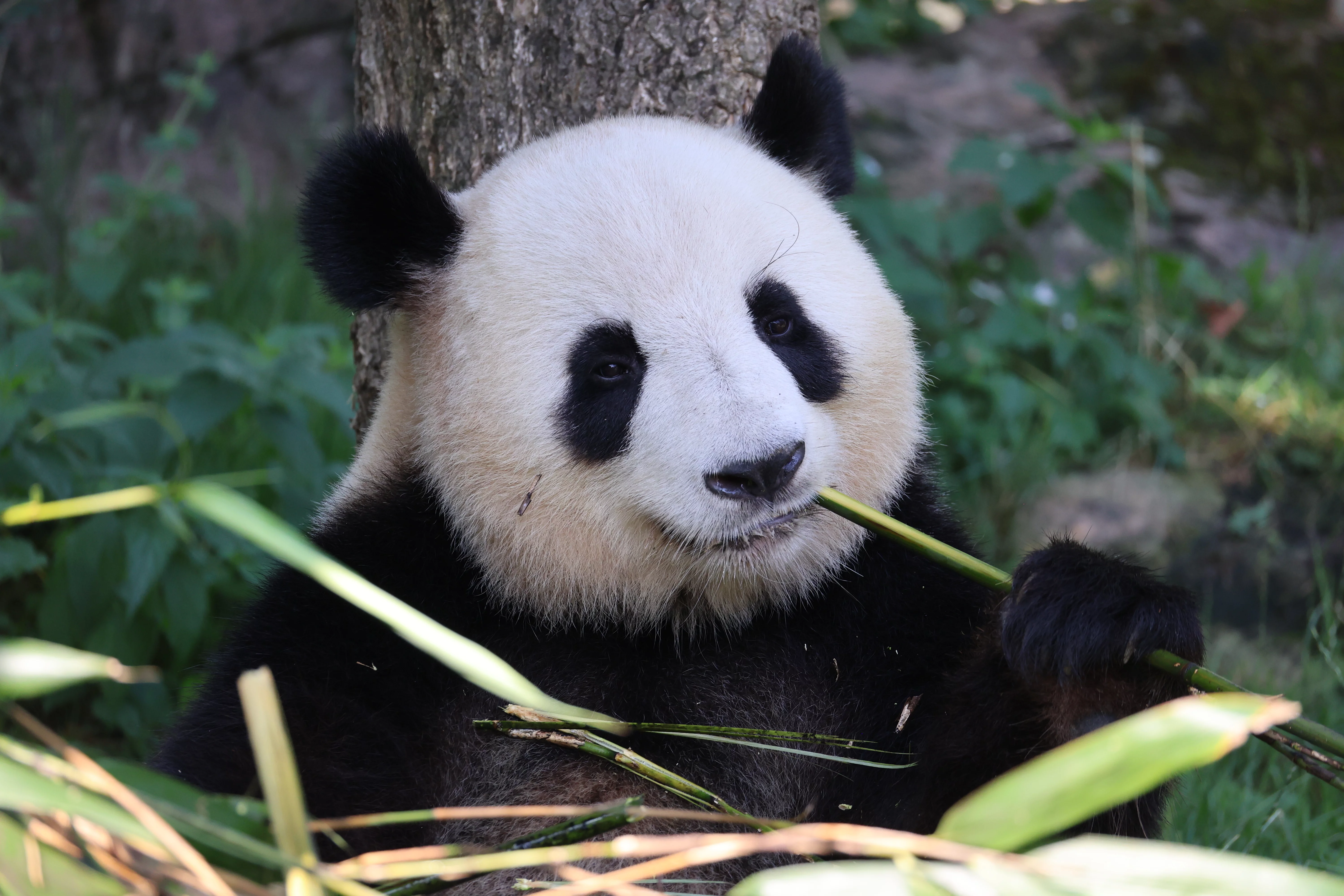 ZooParc de Beauval