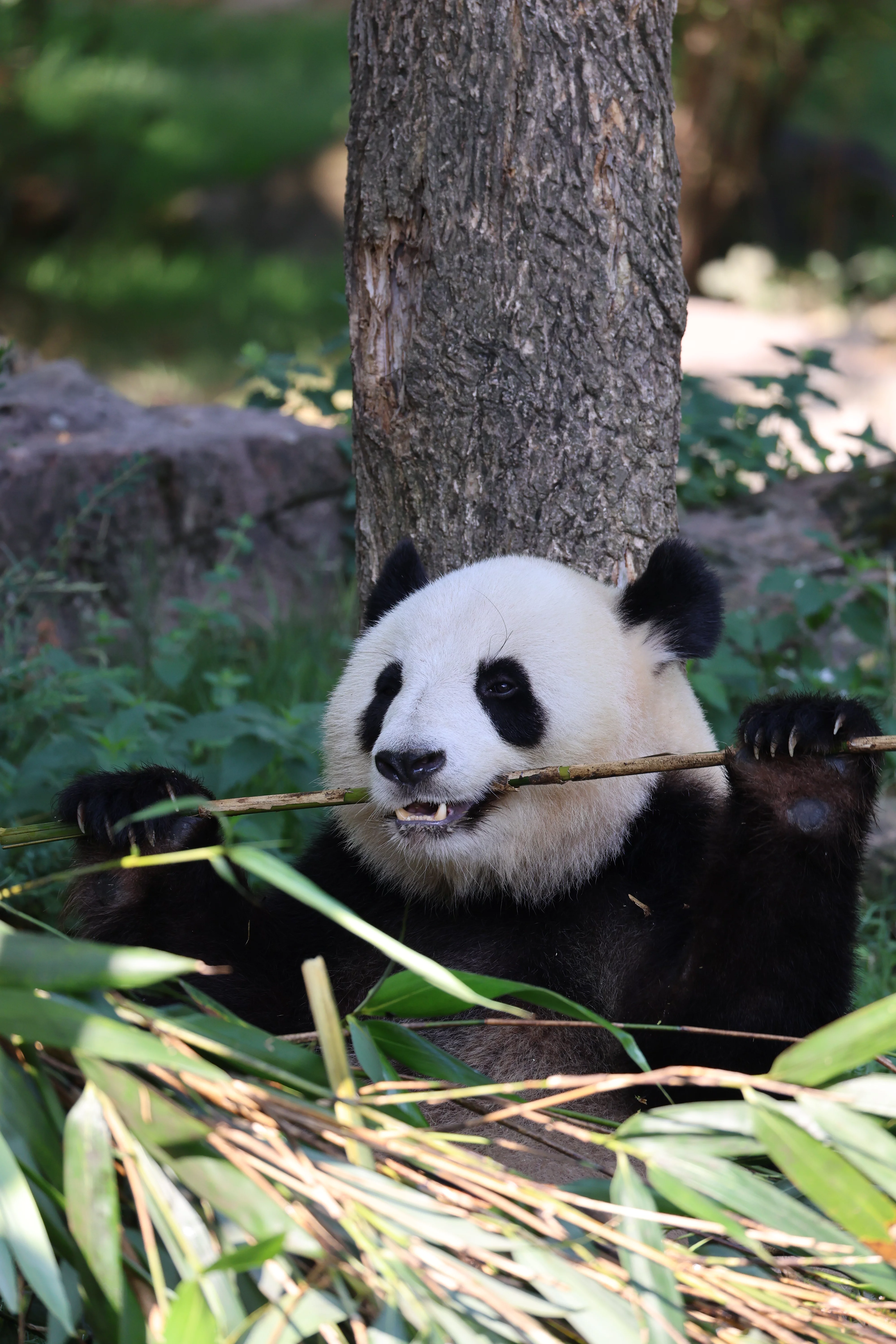 ZooParc de Beauval