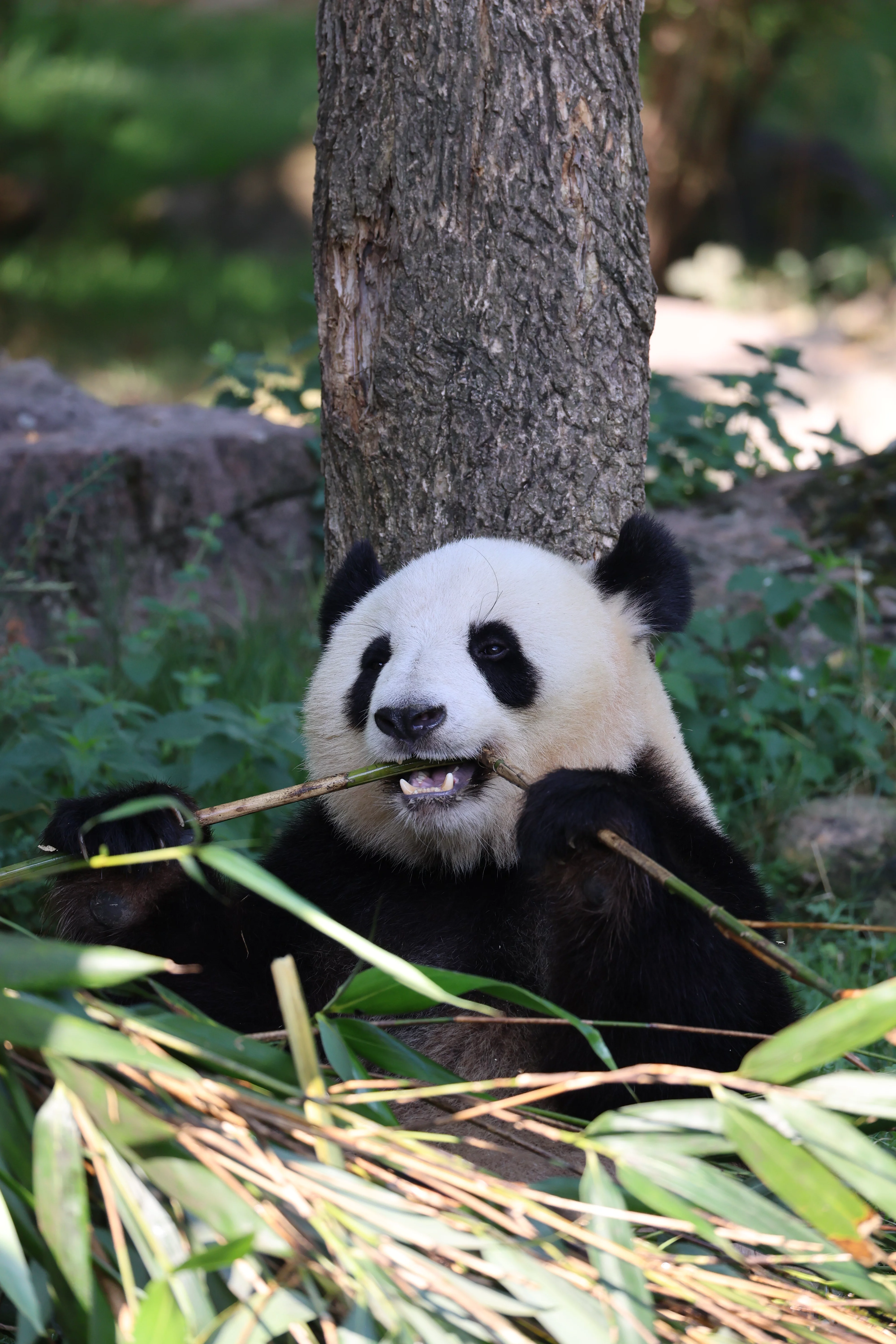 ZooParc de Beauval