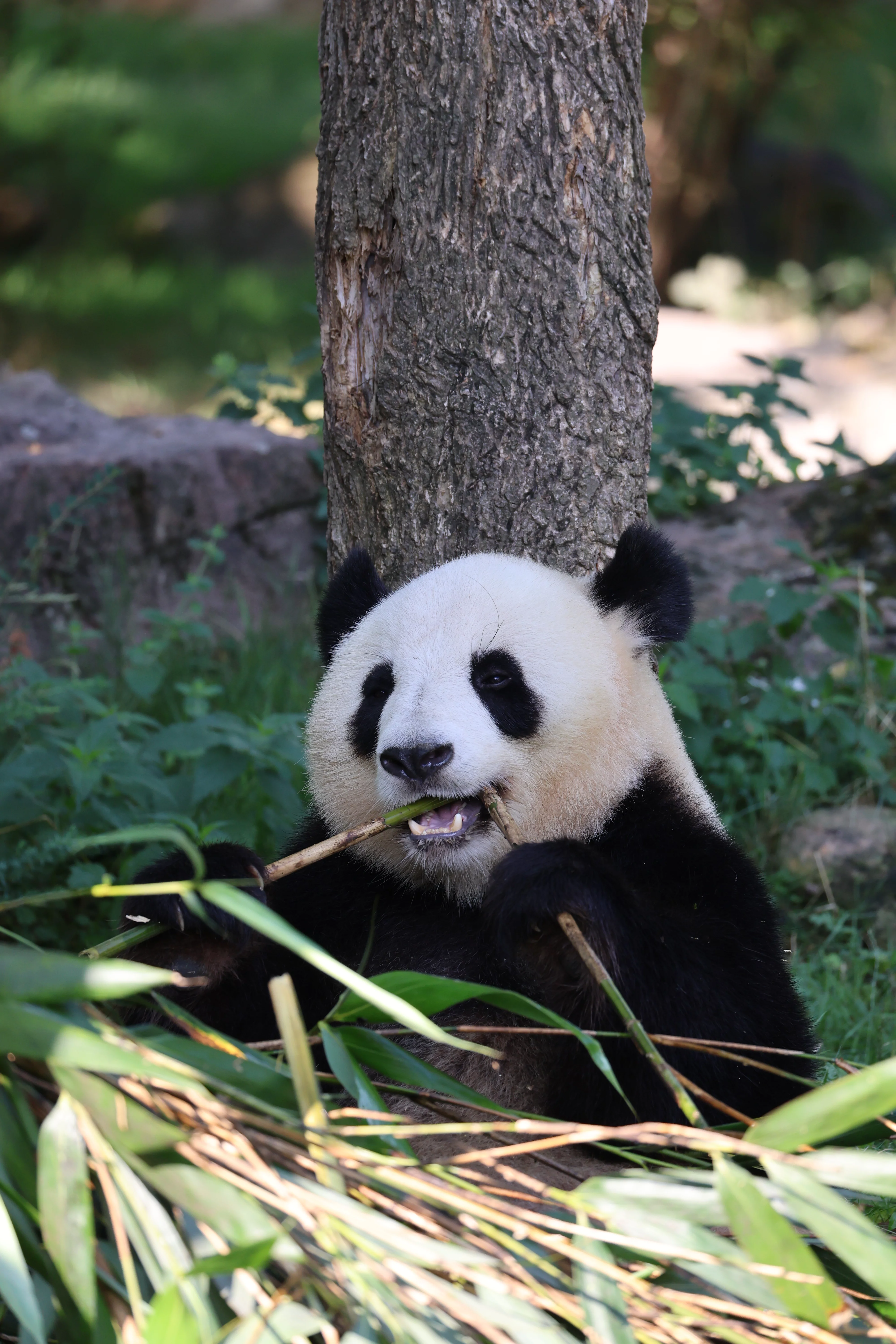 ZooParc de Beauval