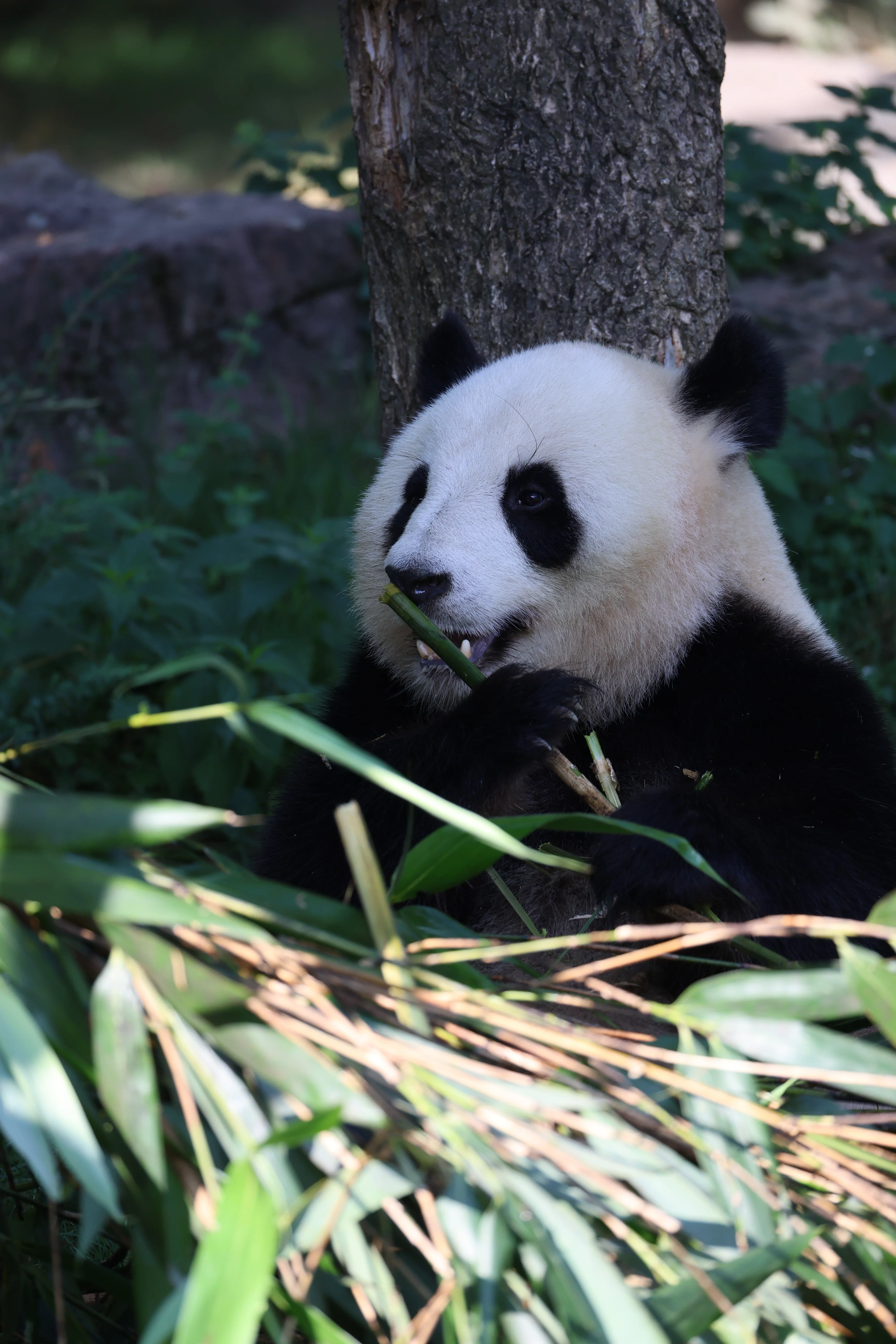 ZooParc de Beauval