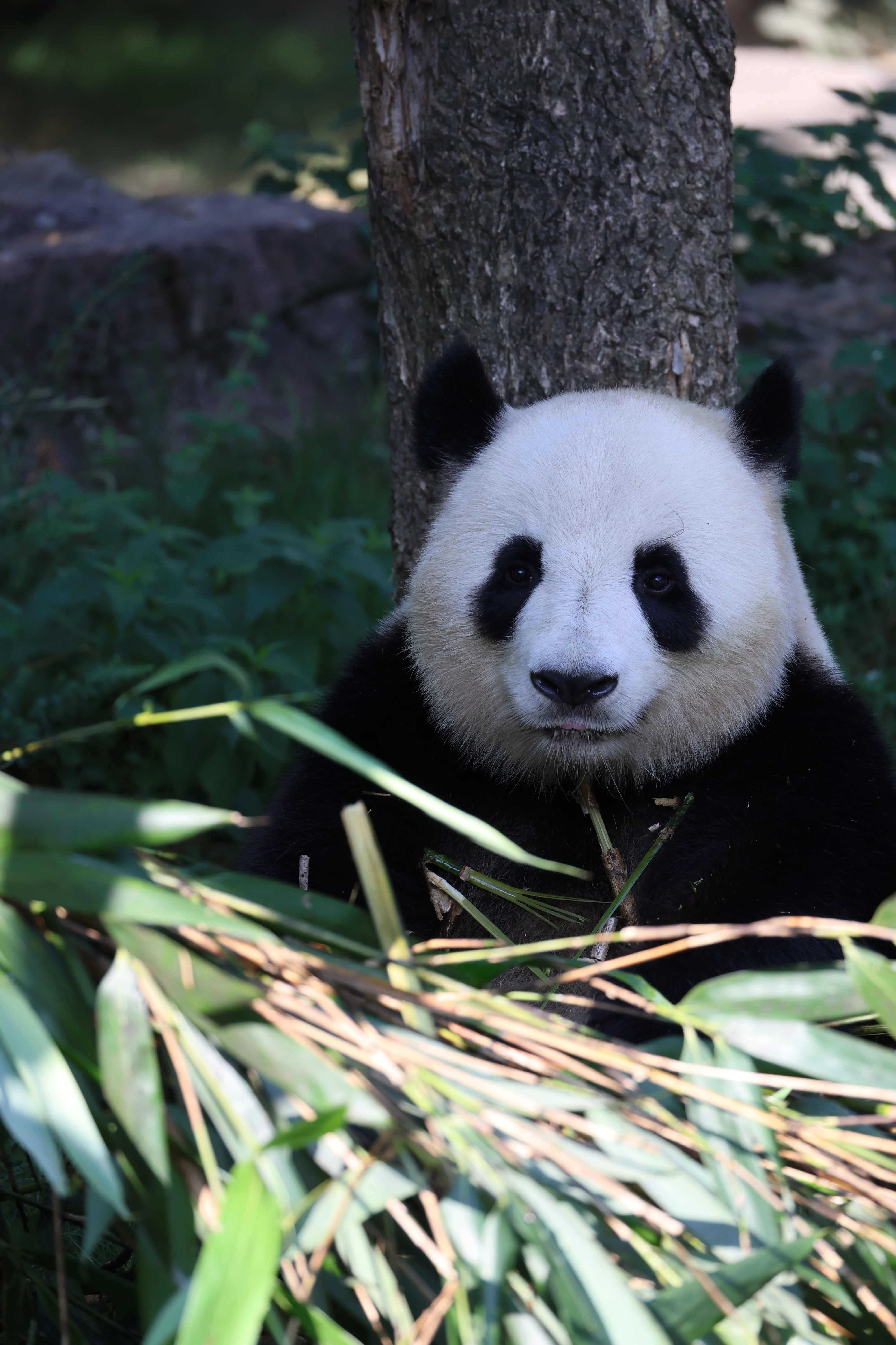 ZooParc de Beauval