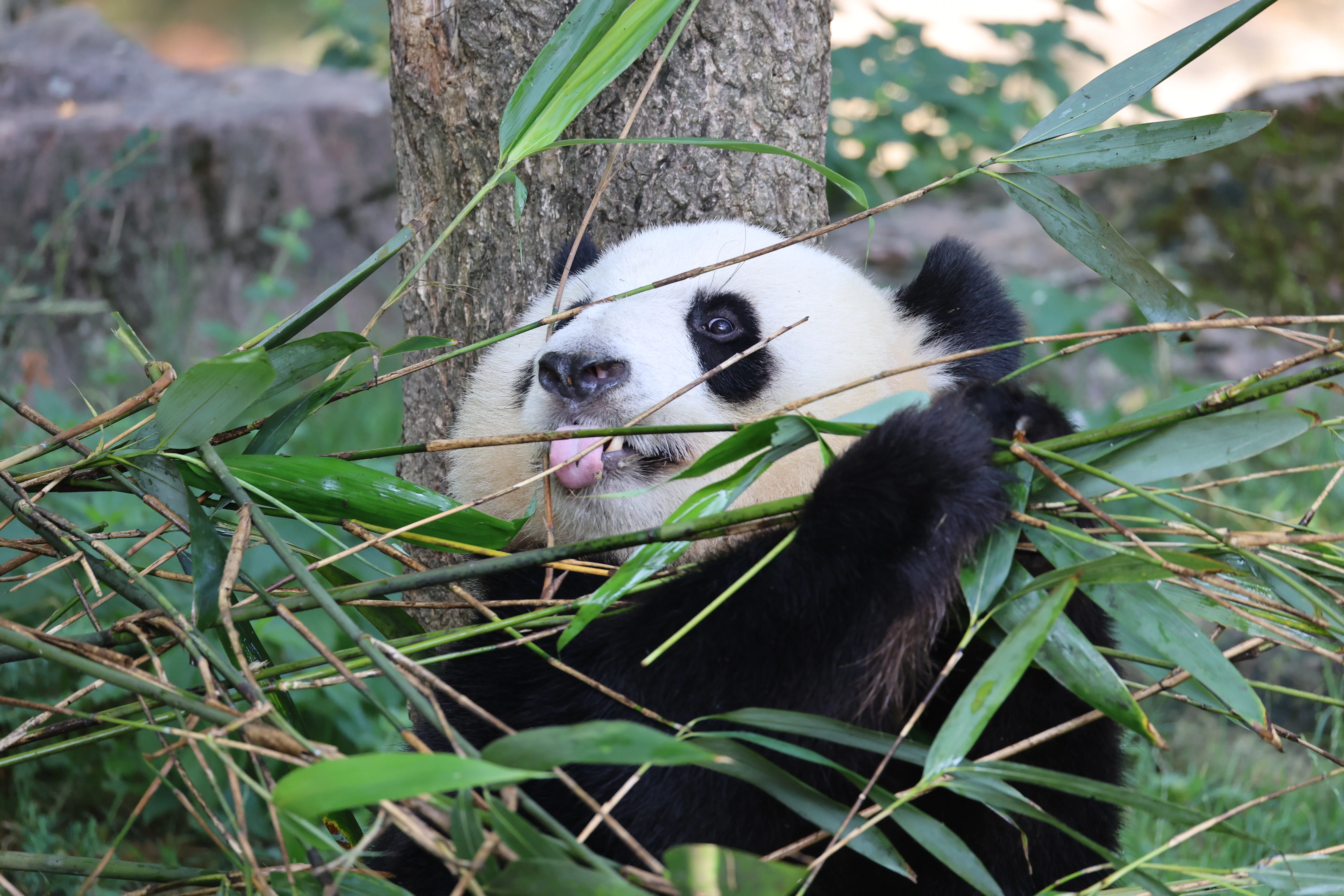 ZooParc de Beauval