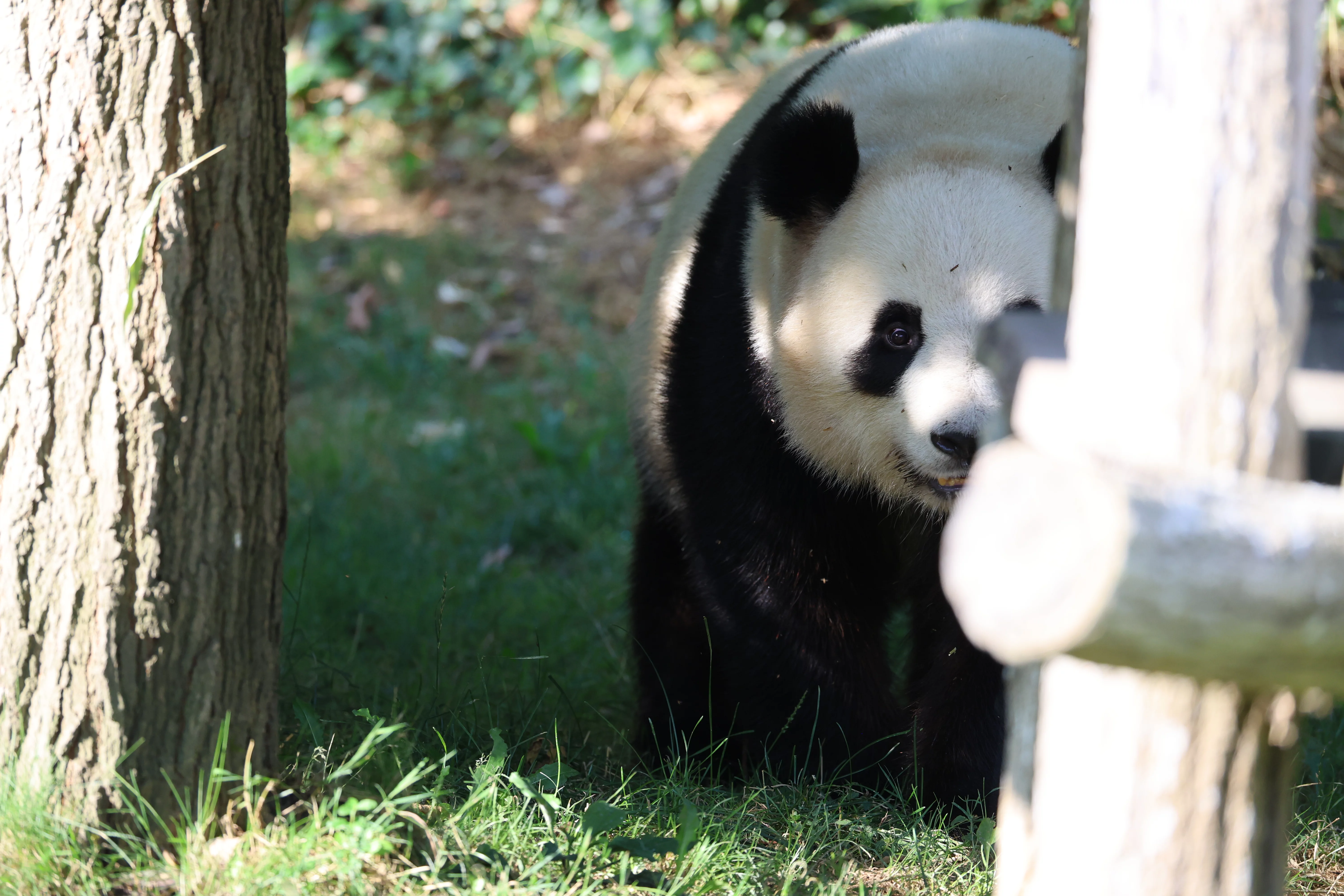 ZooParc de Beauval