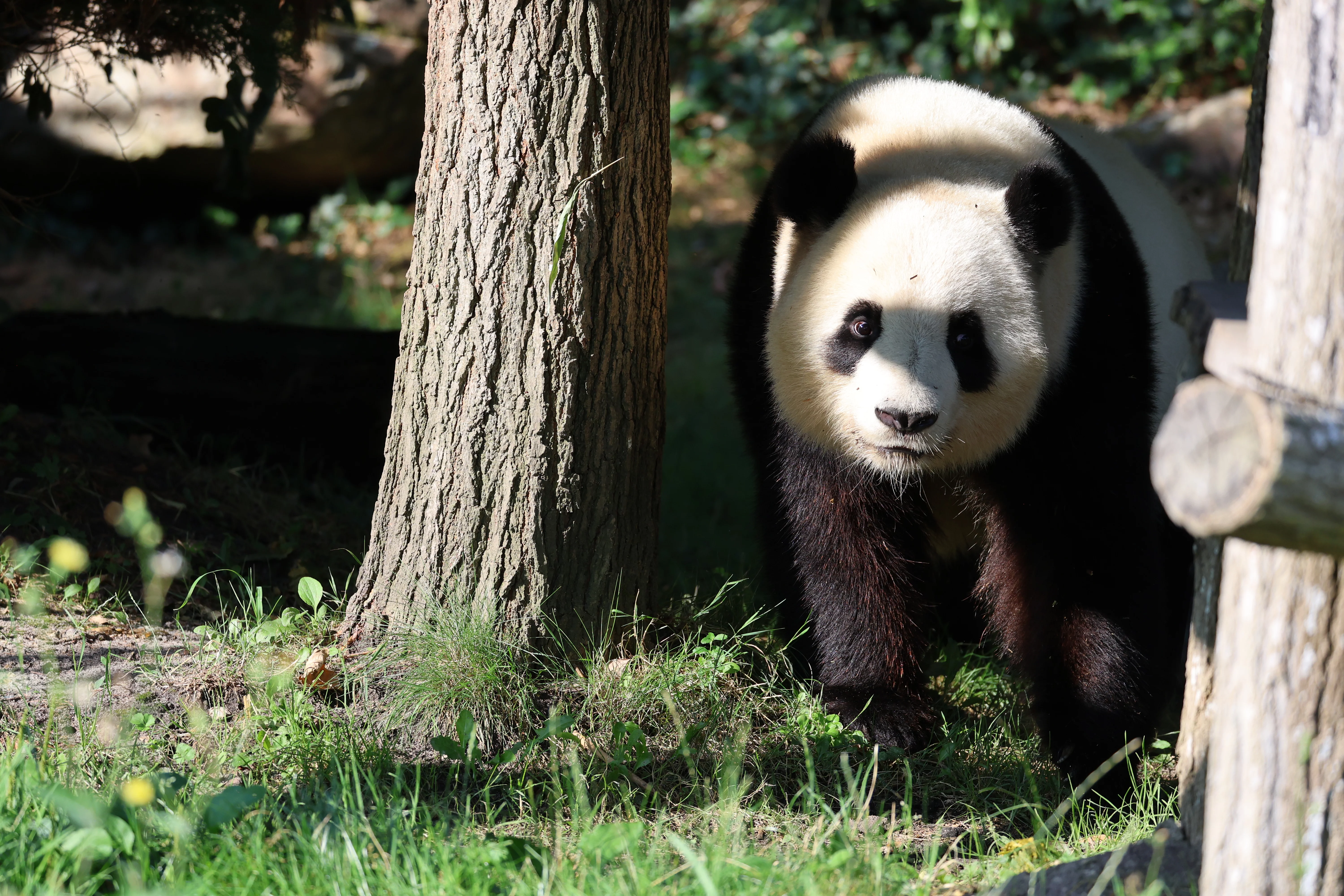 ZooParc de Beauval
