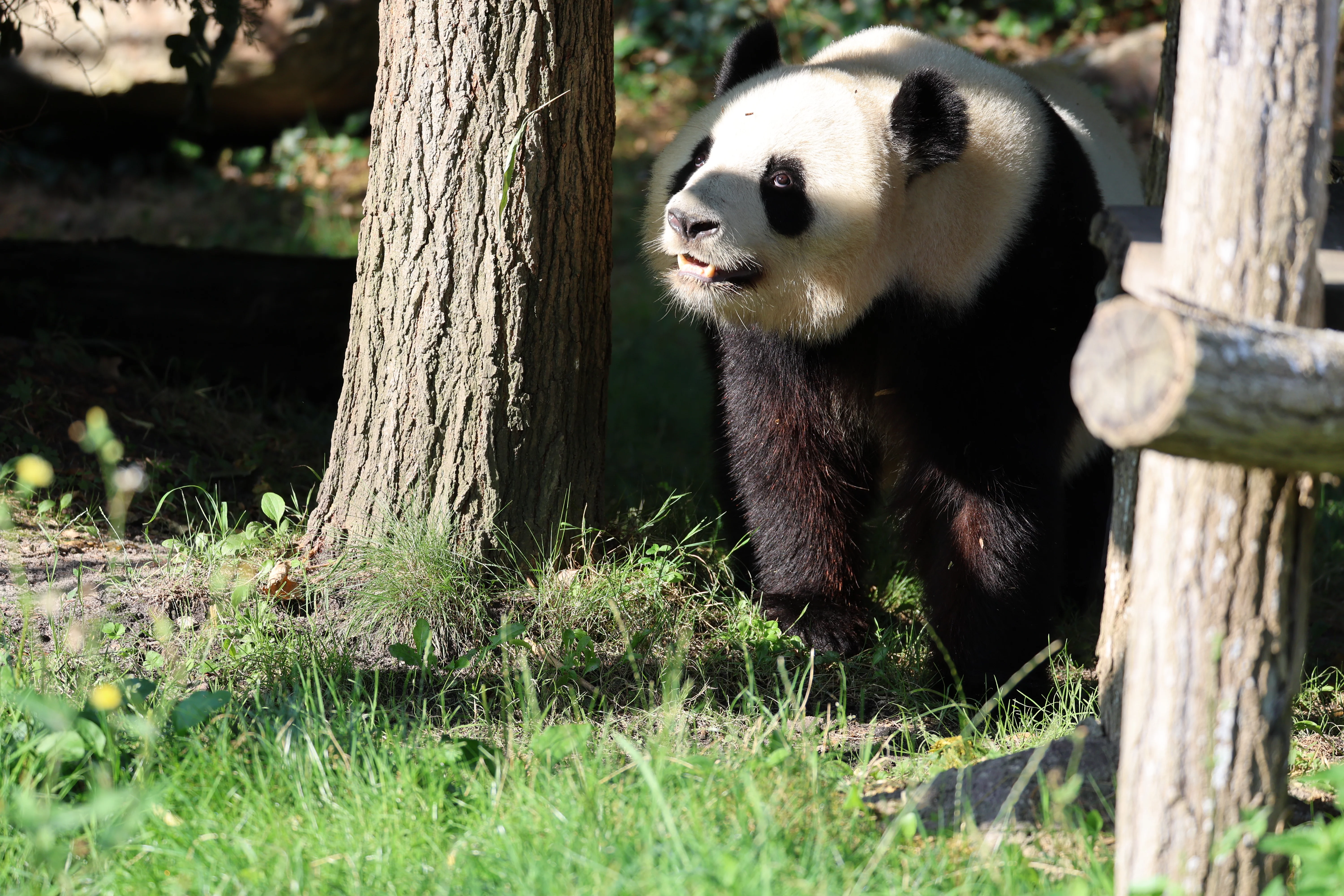 ZooParc de Beauval