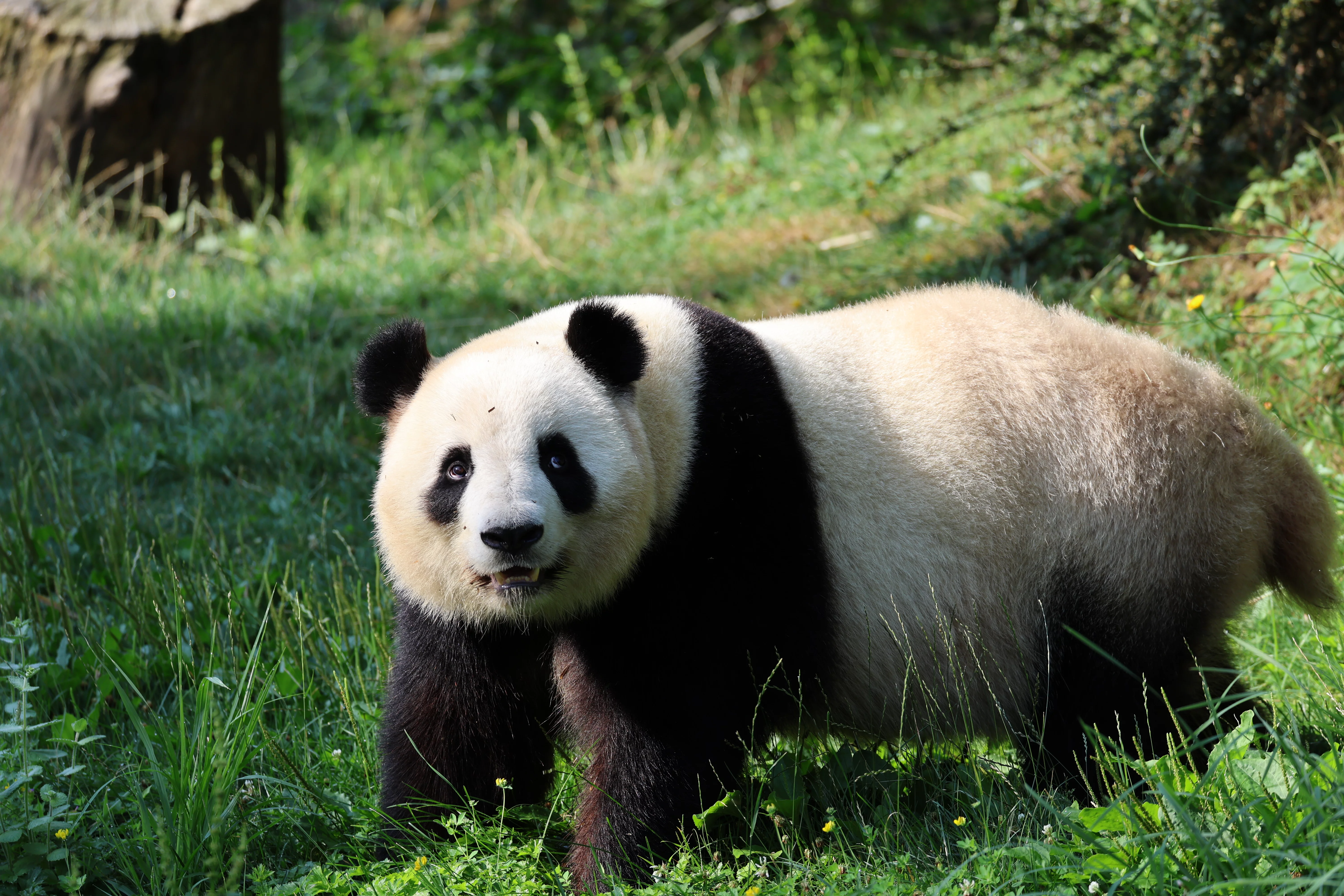 ZooParc de Beauval