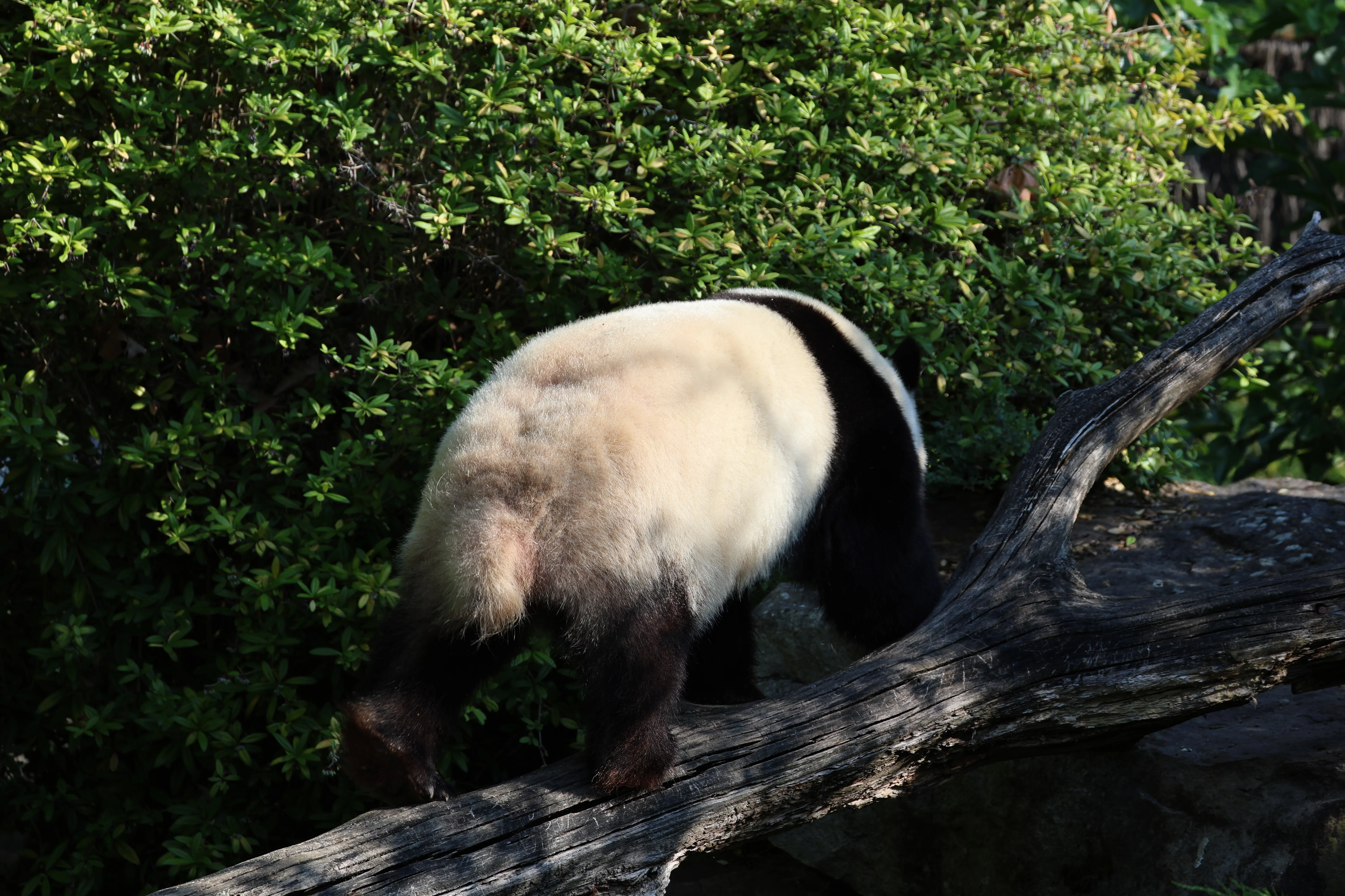 ZooParc de Beauval