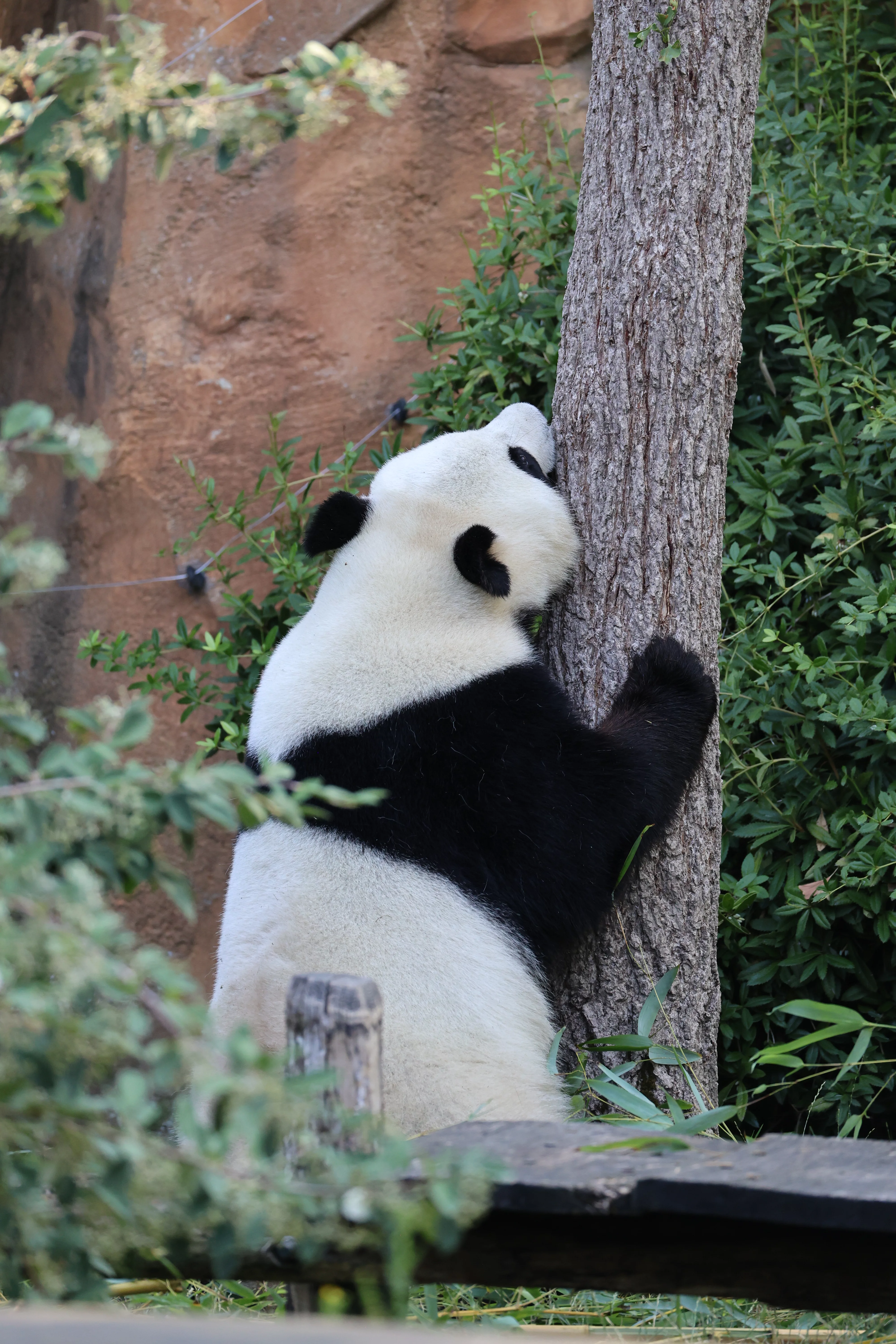 ZooParc de Beauval