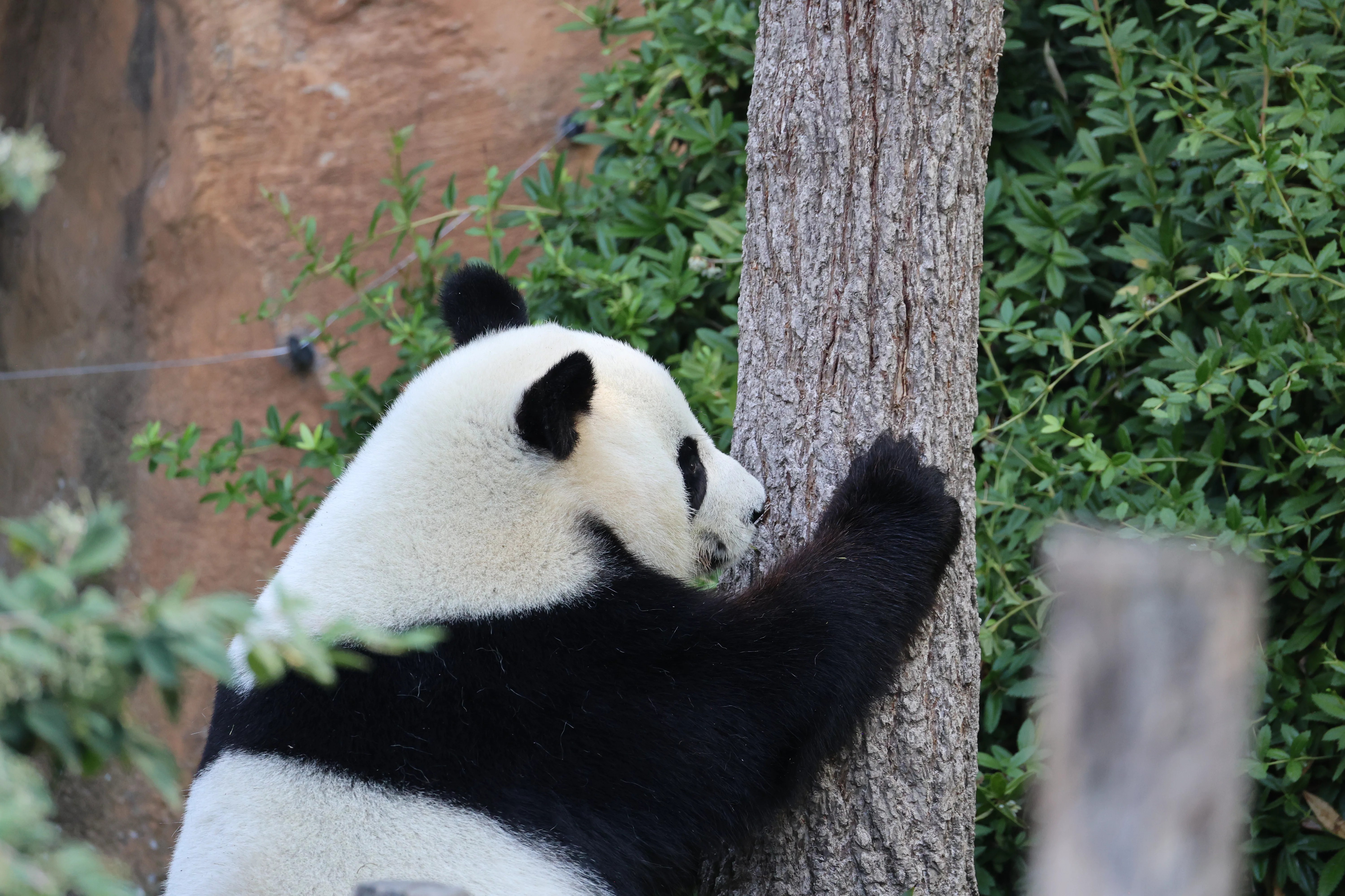 ZooParc de Beauval