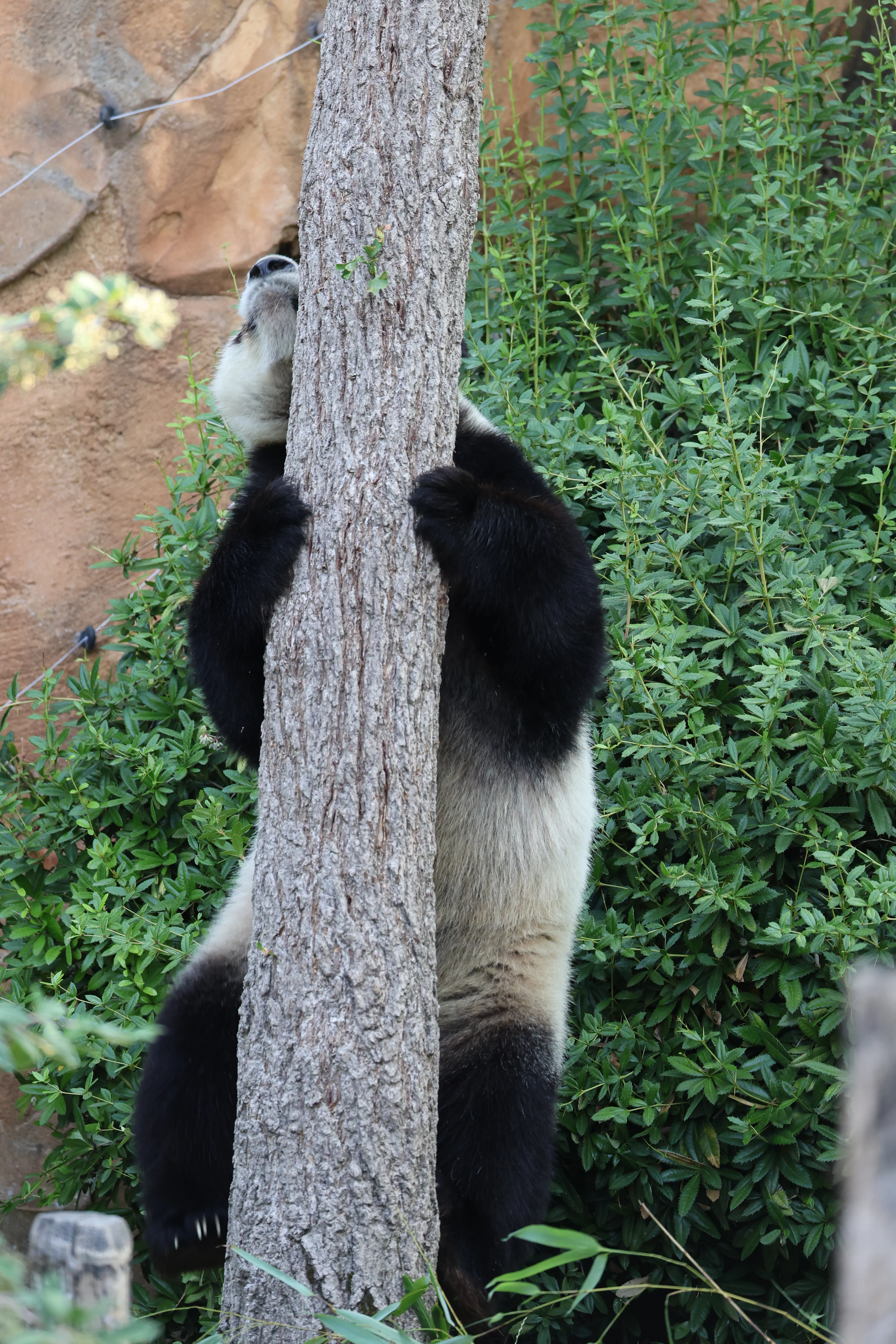 ZooParc de Beauval