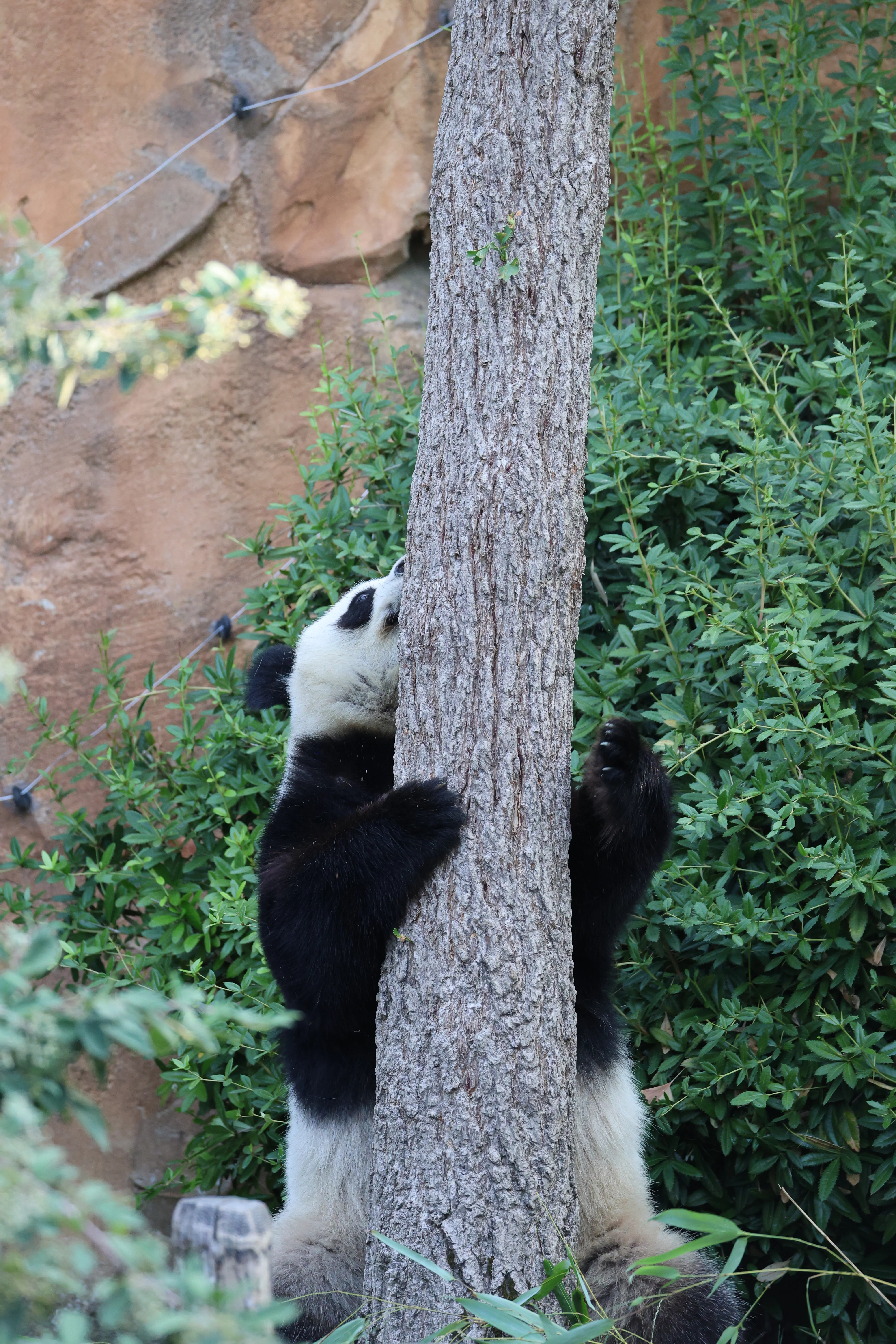 ZooParc de Beauval